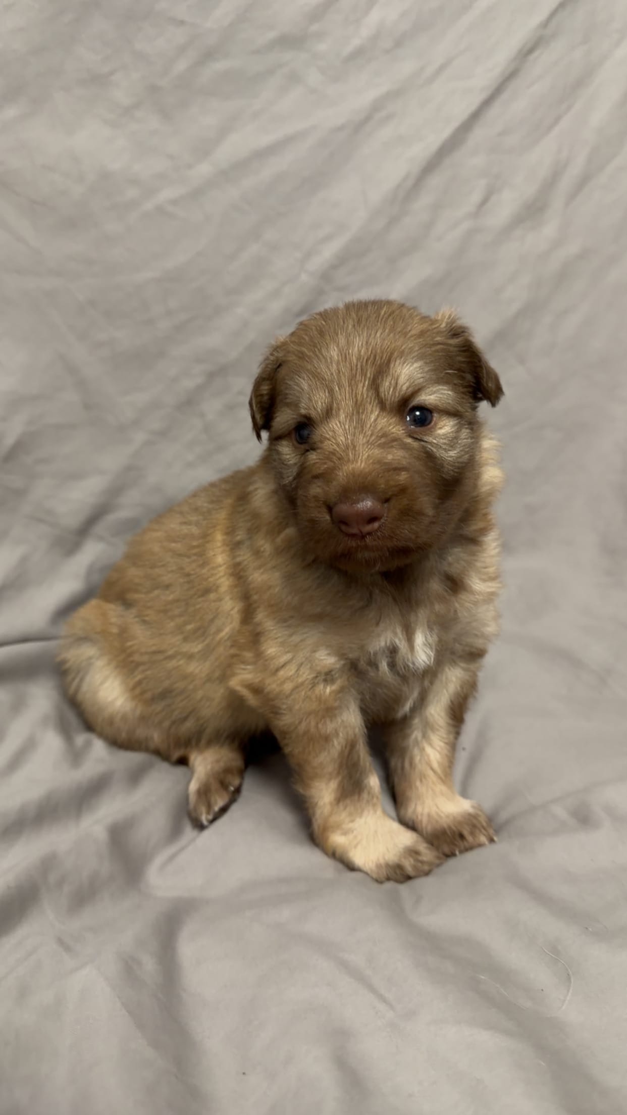 Puppy 1  – German Shepherd Dog puppy for sale in Evansville, IN