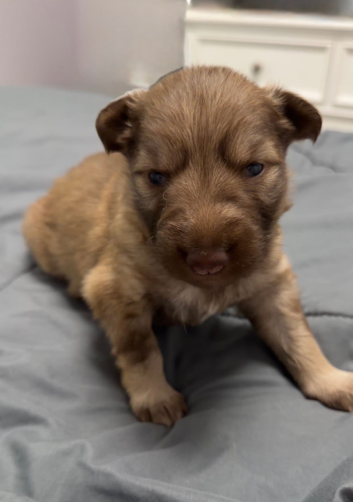 Puppy 1  – German Shepherd Dog puppy for sale in Evansville, IN