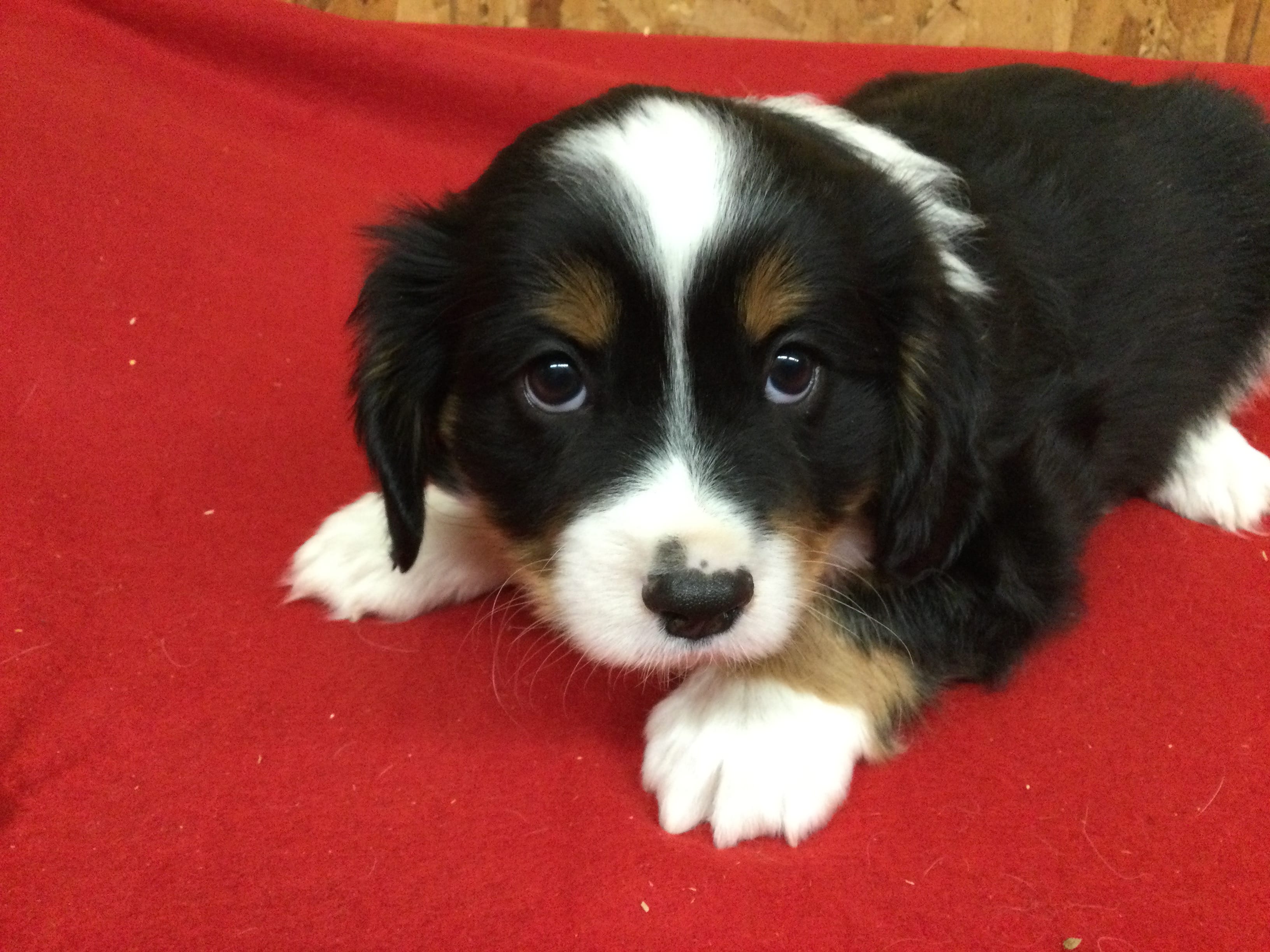 Micky – Cavalier King Charles Spaniel puppy for sale in Clare, MI