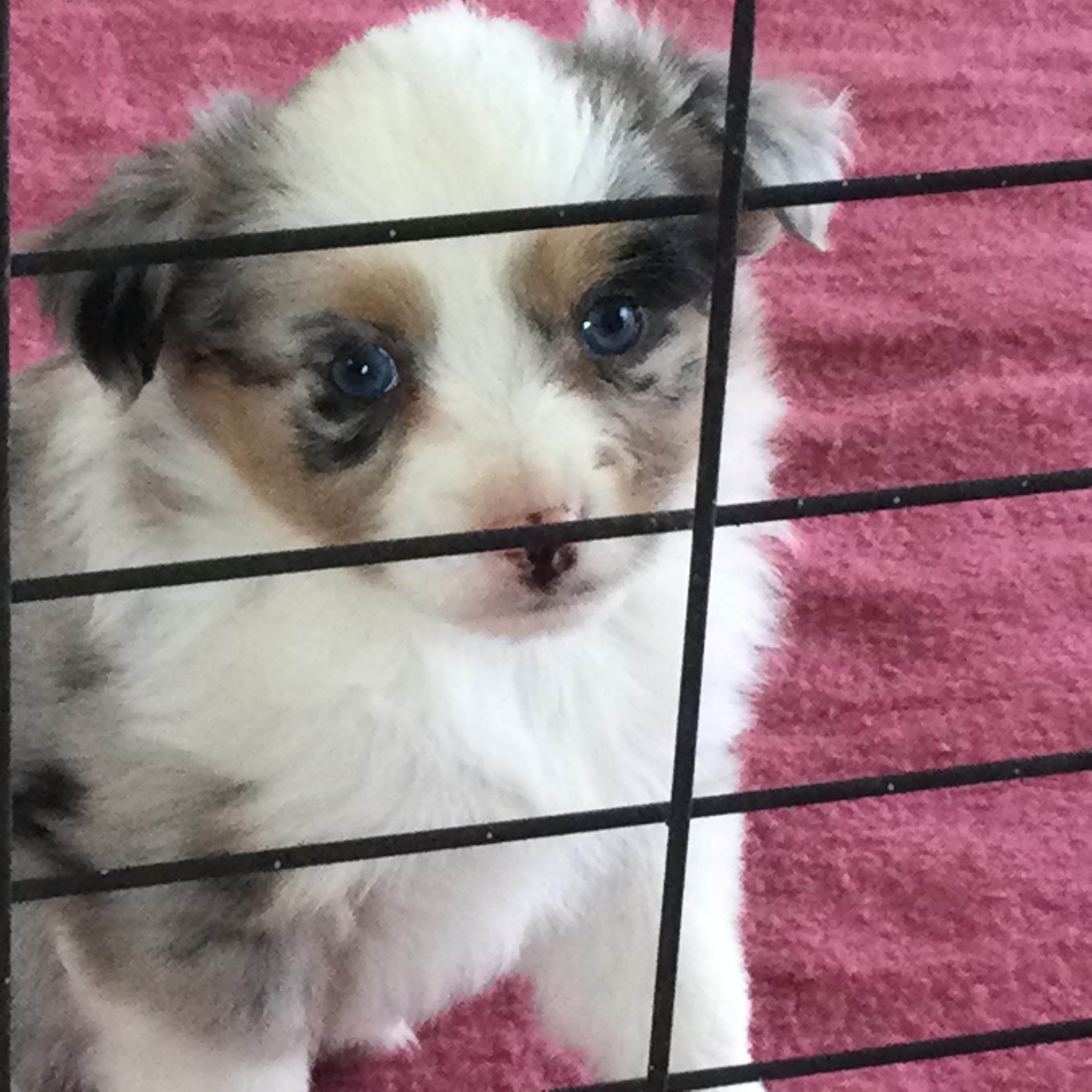 Barbie – Miniature Australian Shepherd puppy for sale in Clare, MI