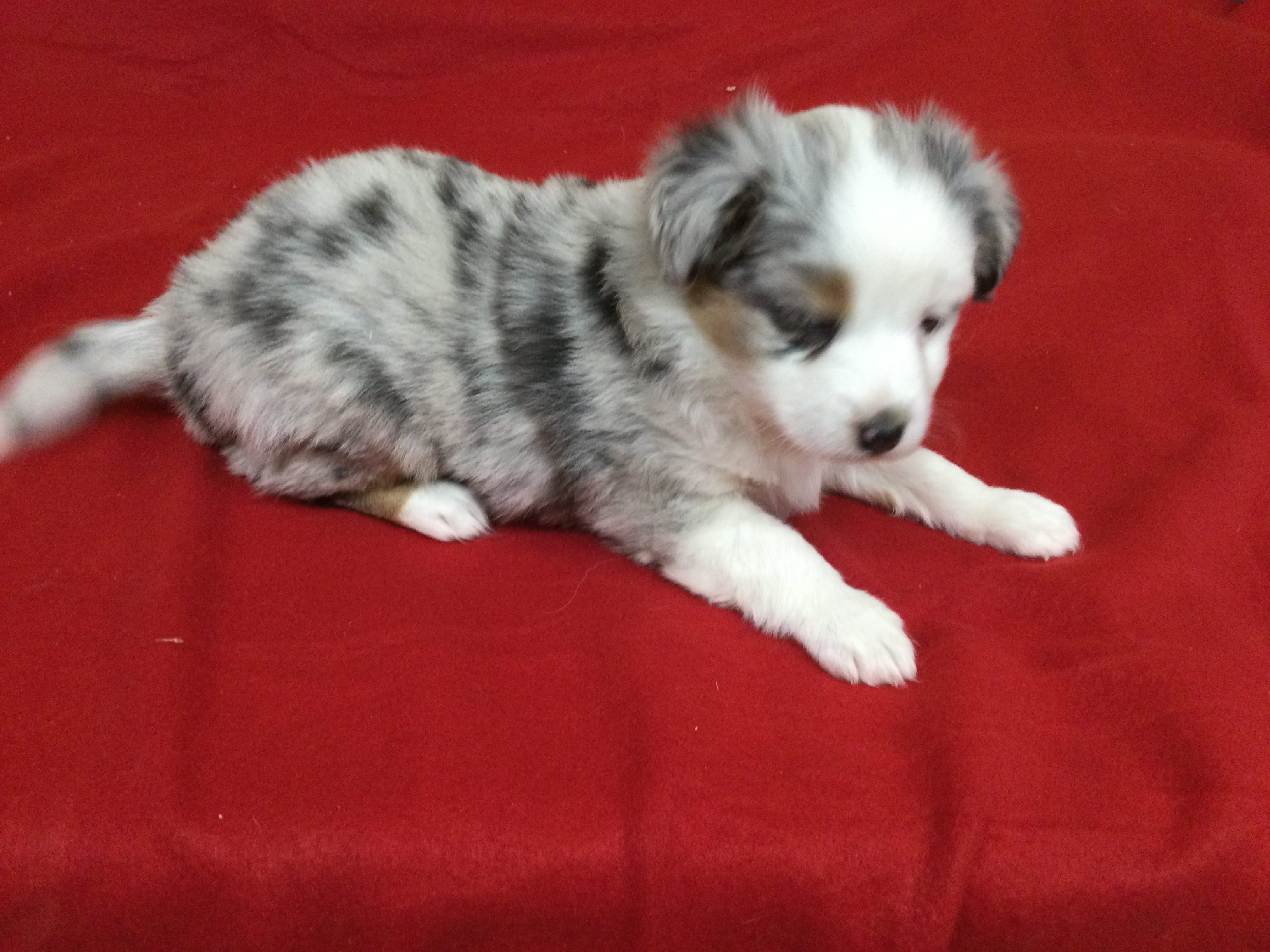 Skyler – Miniature Australian Shepherd puppy for sale in Clare, MI