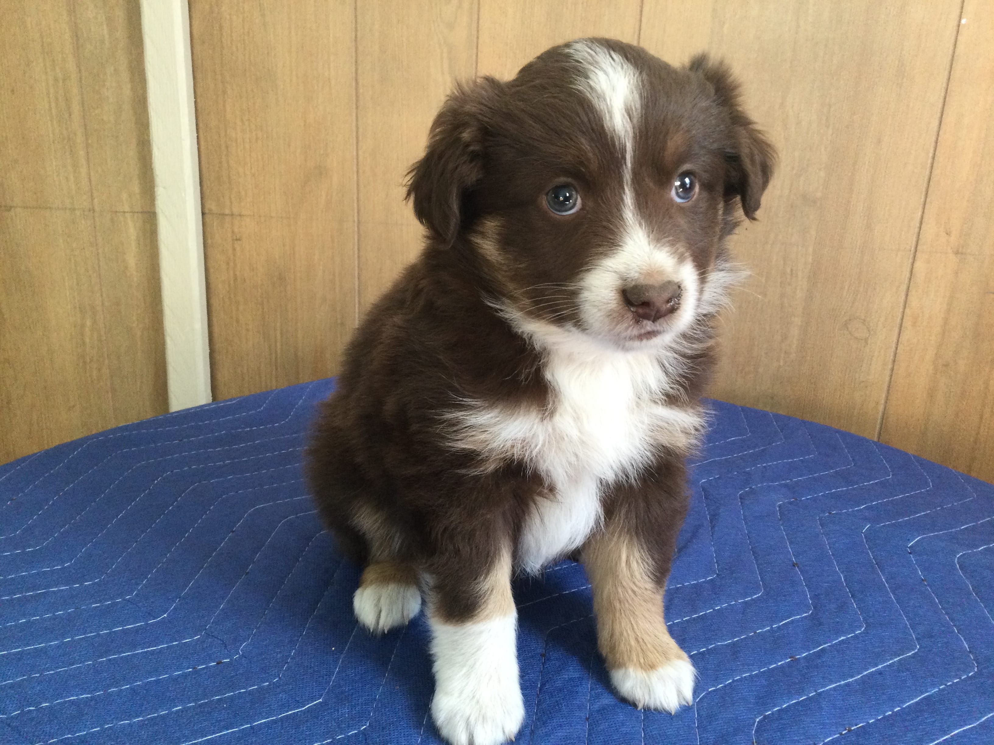 Rudty – Miniature Australian Shepherd puppy for sale in Clare, MI
