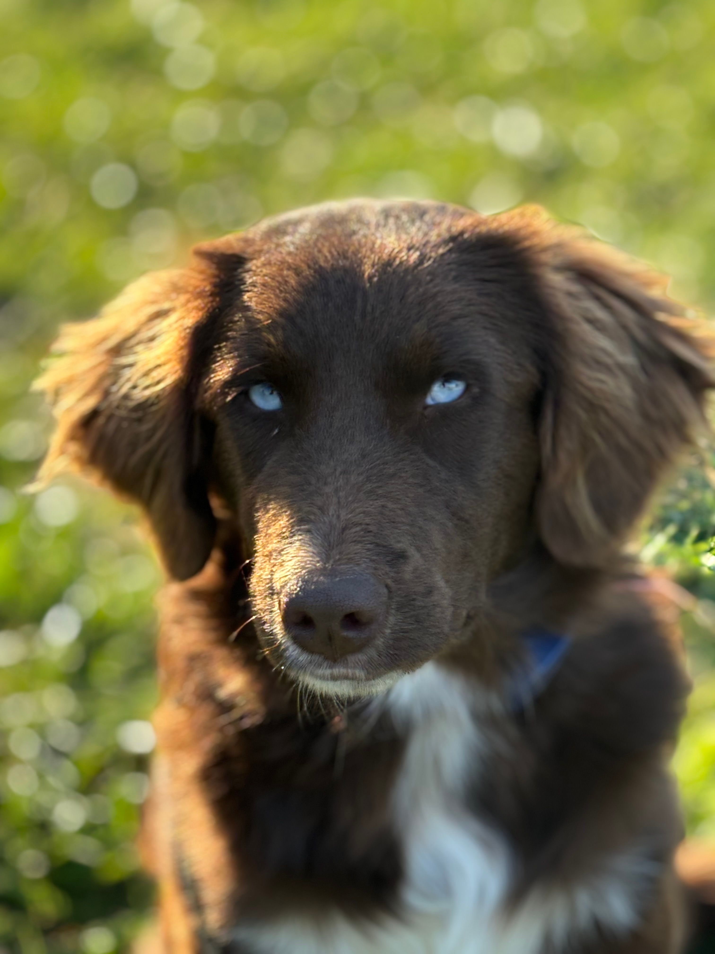 Calypso – Australian Shepherd, Golden Retriever puppy for sale in Floyd, VA
