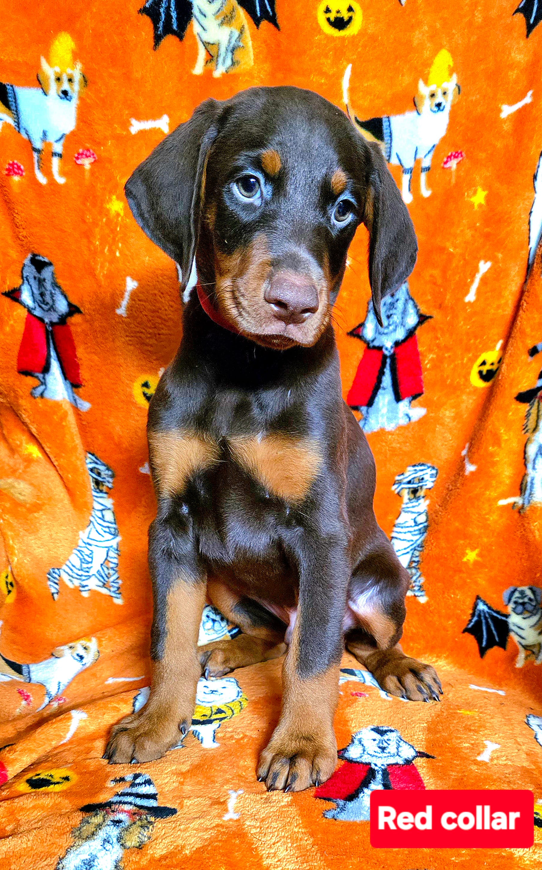 APOLLO  – Doberman Pinscher puppy for sale in Myakka City, FL