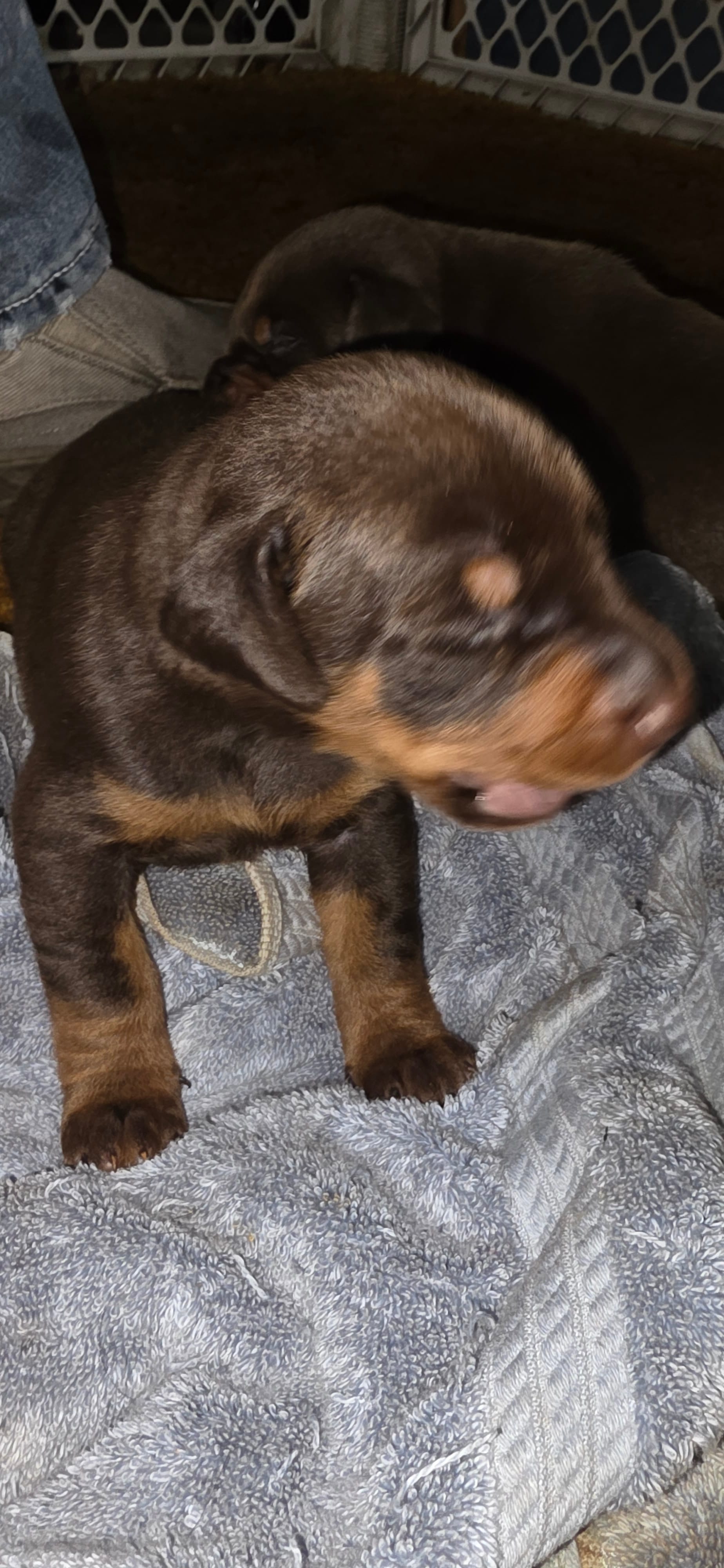 DUKE – Doberman Pinscher puppy for sale in Myakka City, FL