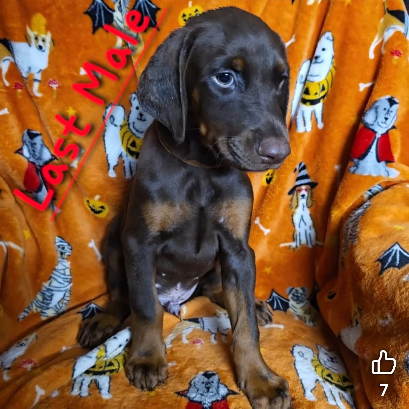 MAX – Doberman Pinscher puppy for sale in Myakka City, FL