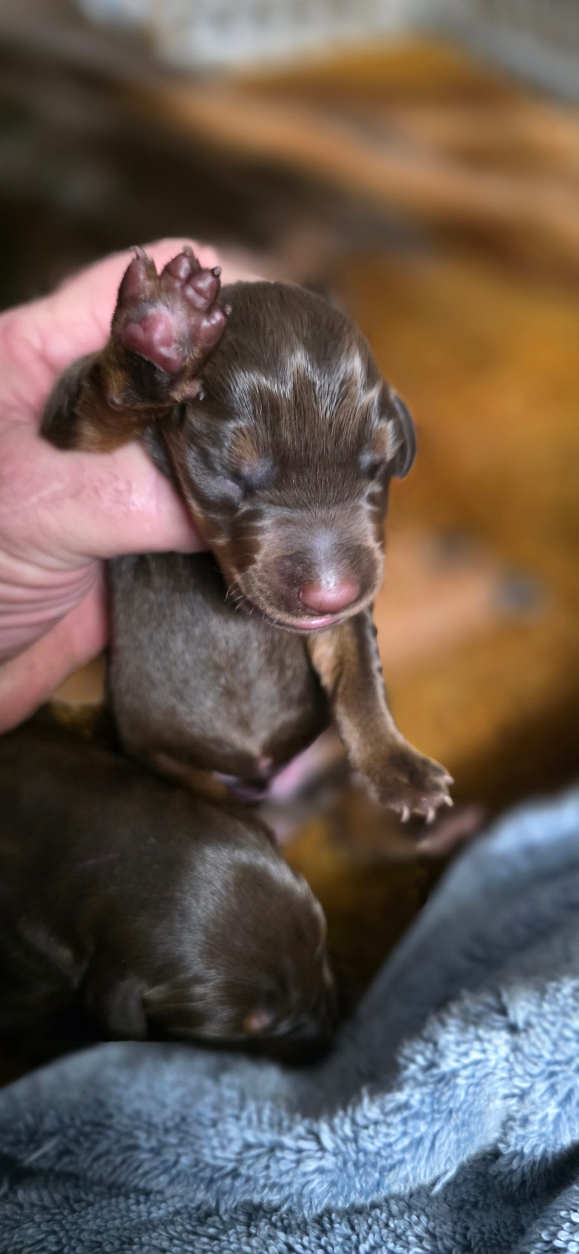 KERA – Doberman Pinscher puppy for sale in Myakka City, FL