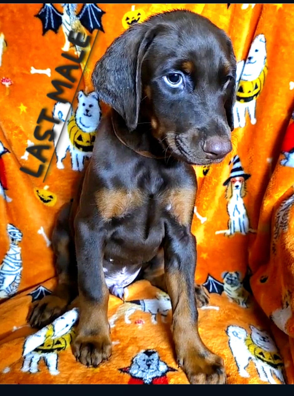 MAX – Doberman Pinscher puppy for sale in Myakka City, FL