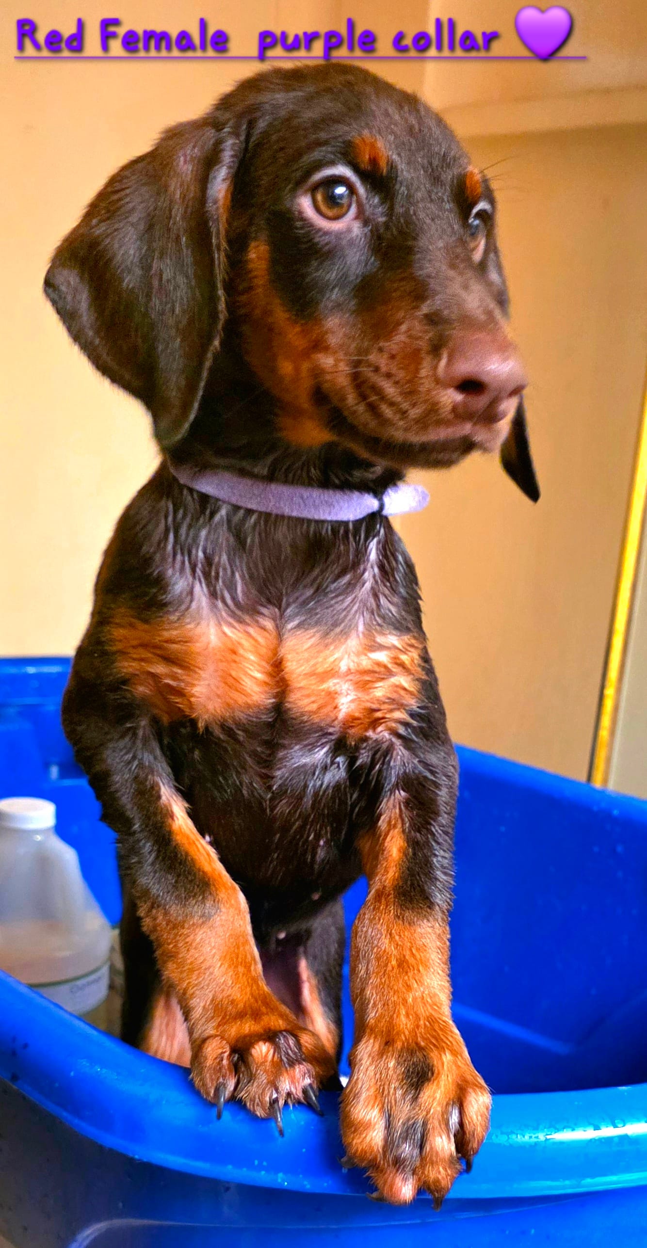 KERA – Doberman Pinscher puppy for sale in Myakka City, FL