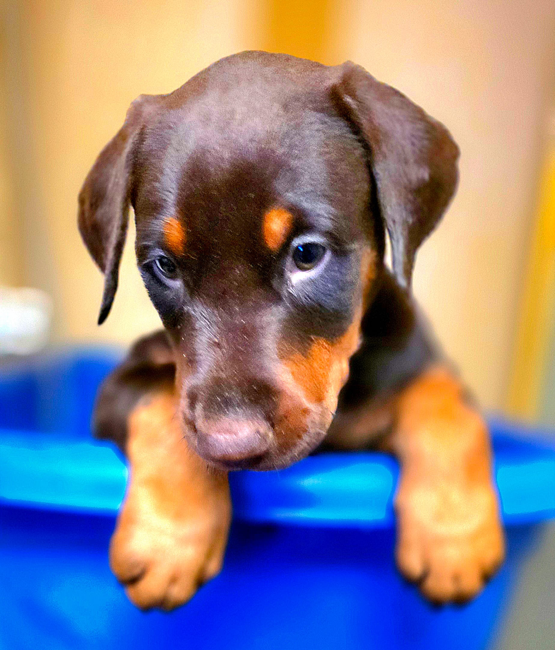 Paprika  – Doberman Pinscher puppy for sale in Myakka City, FL