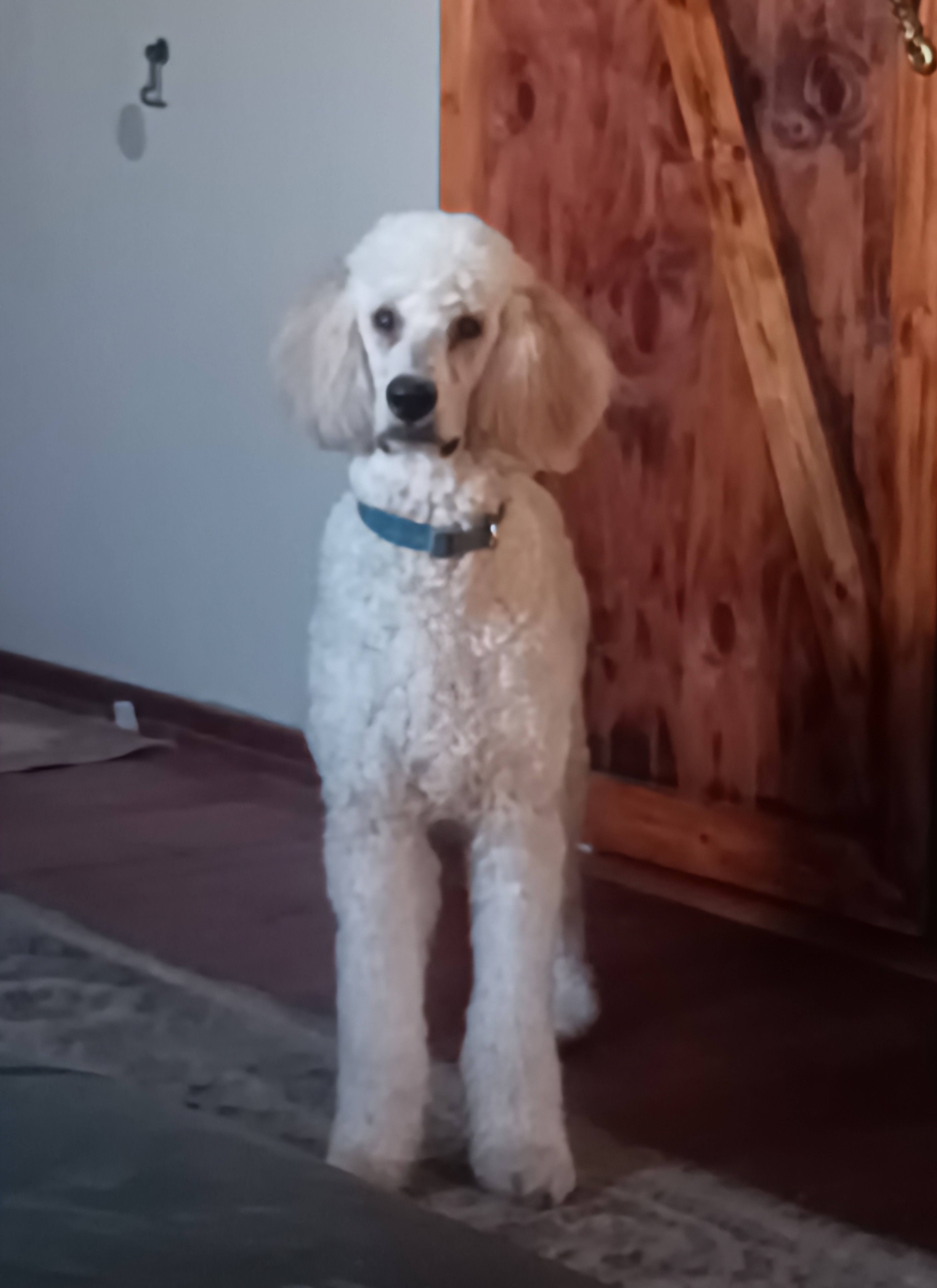 Louie  – Poodle - Standard  puppy for sale in Carbondale, IL