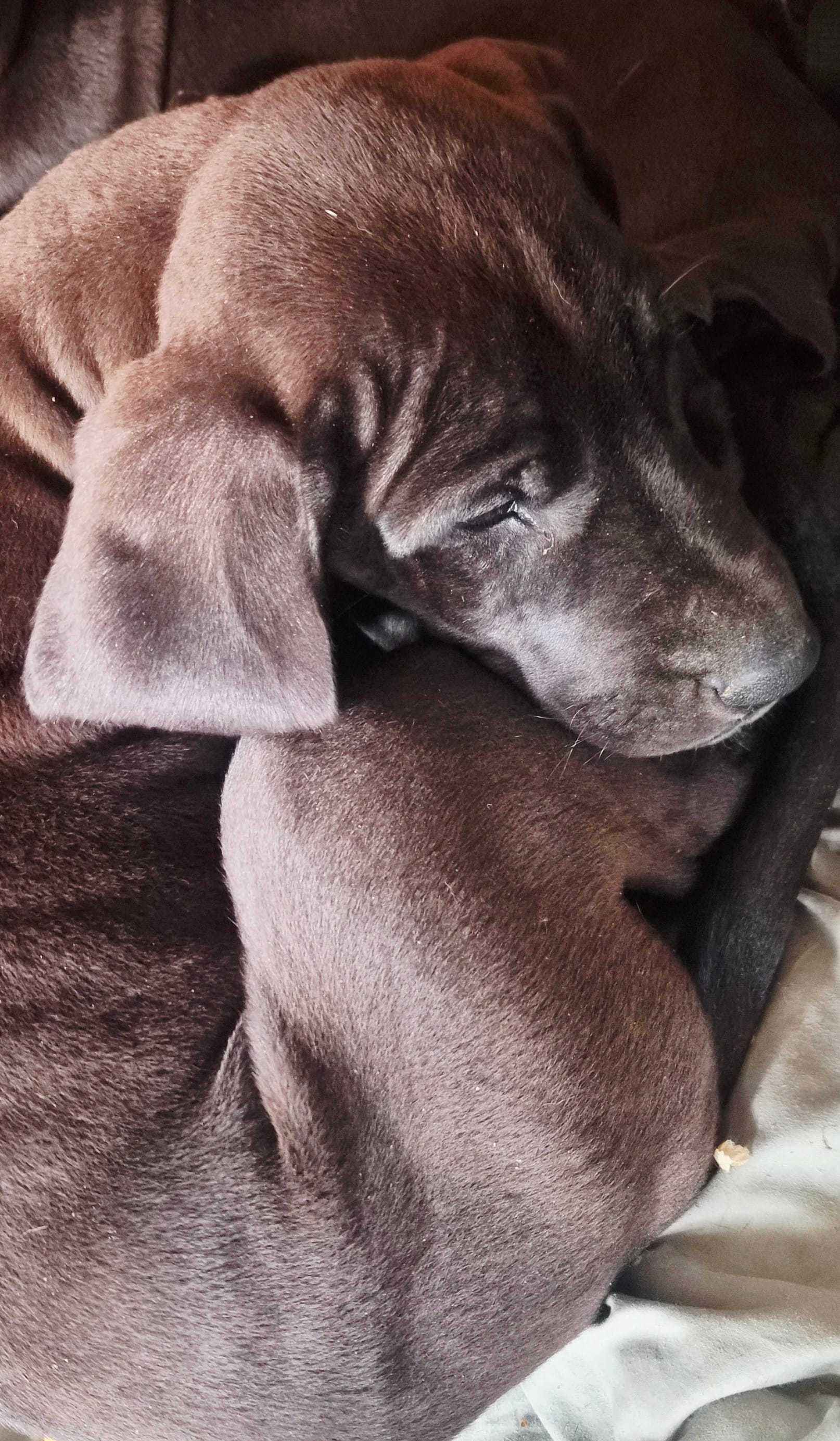 Desmond – Great Dane puppy for sale in Middleport, NY