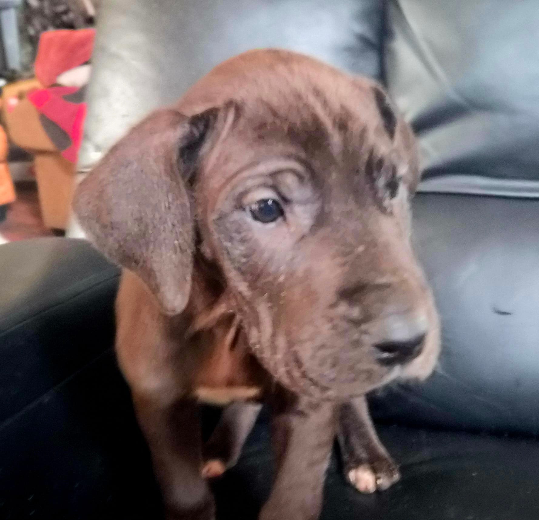 Jazzy – Great Dane puppy for sale in Middleport, NY