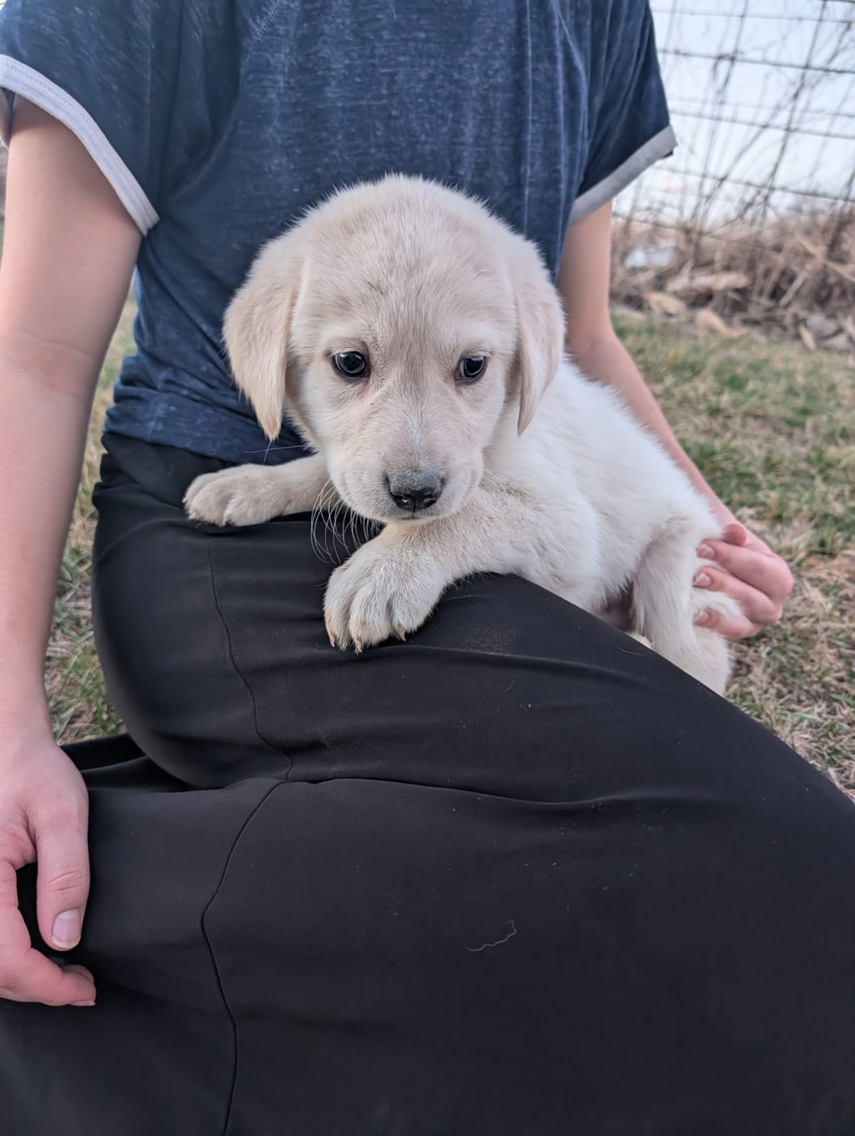 Bud – Labrador Retriever puppy for sale in Riverside, IA