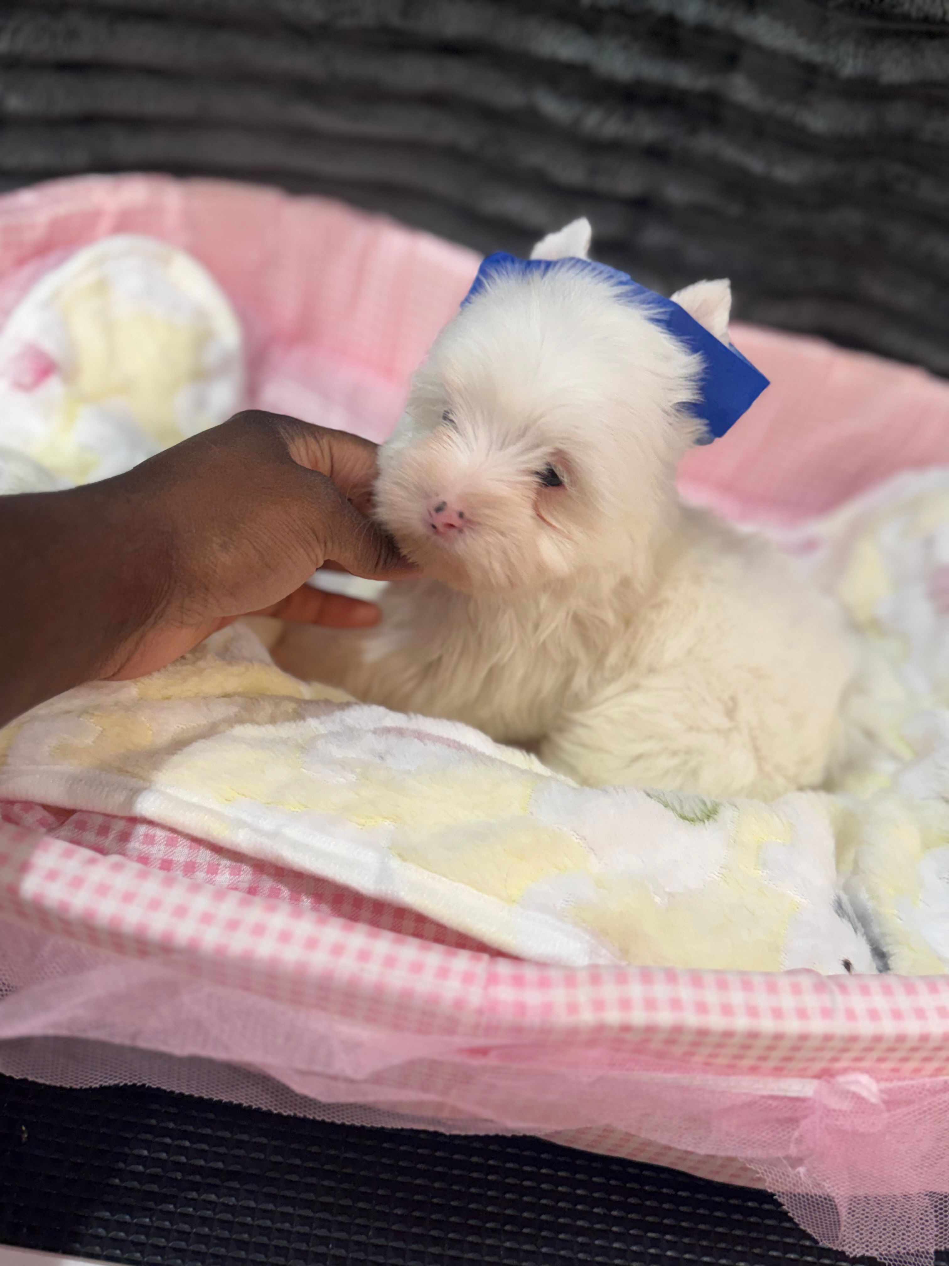 Pearl  – Yorkshire Terrier puppy for sale in Cleveland, TX