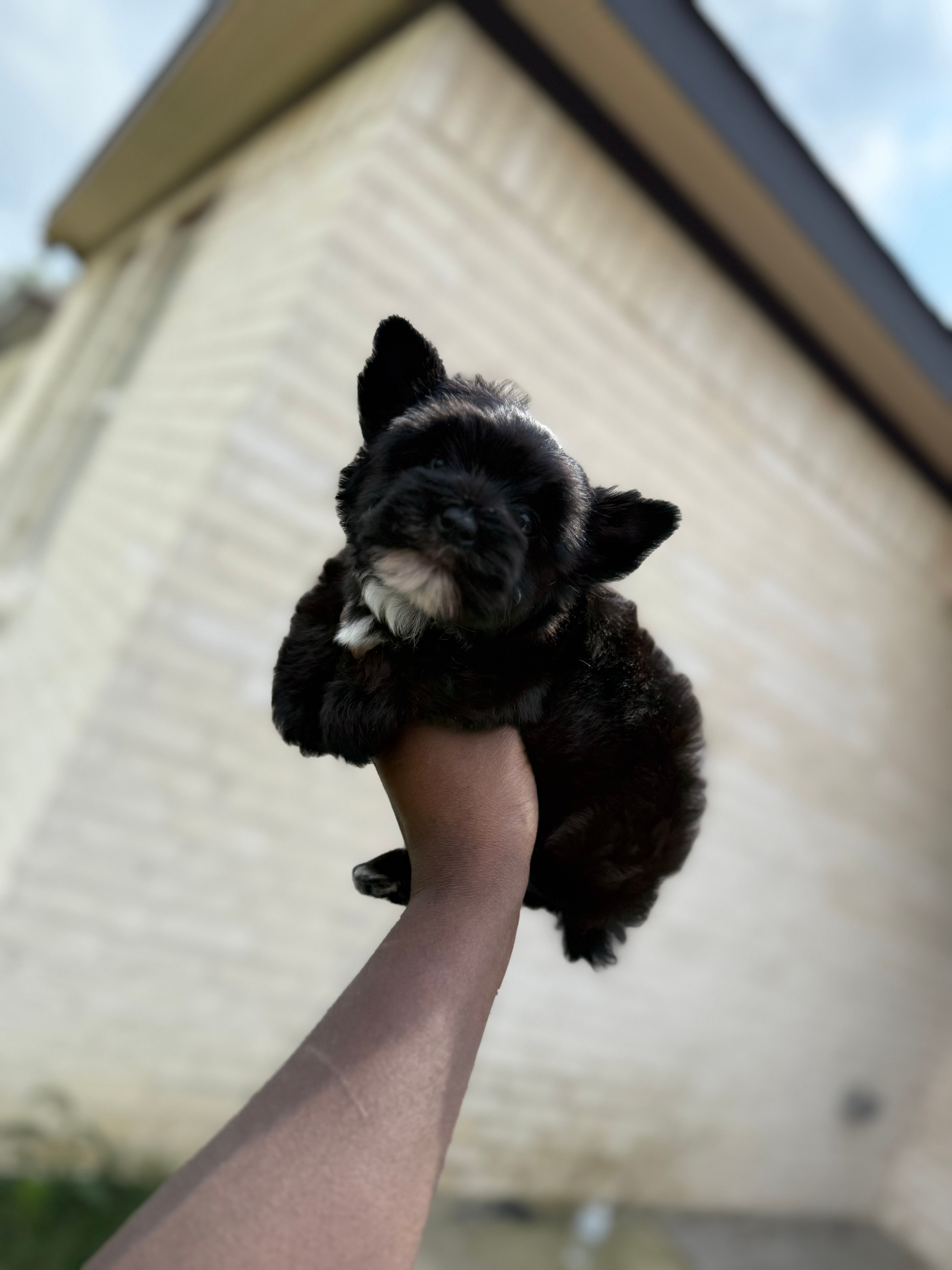 Knight  – Yorkshire Terrier puppy for sale in Cleveland, TX