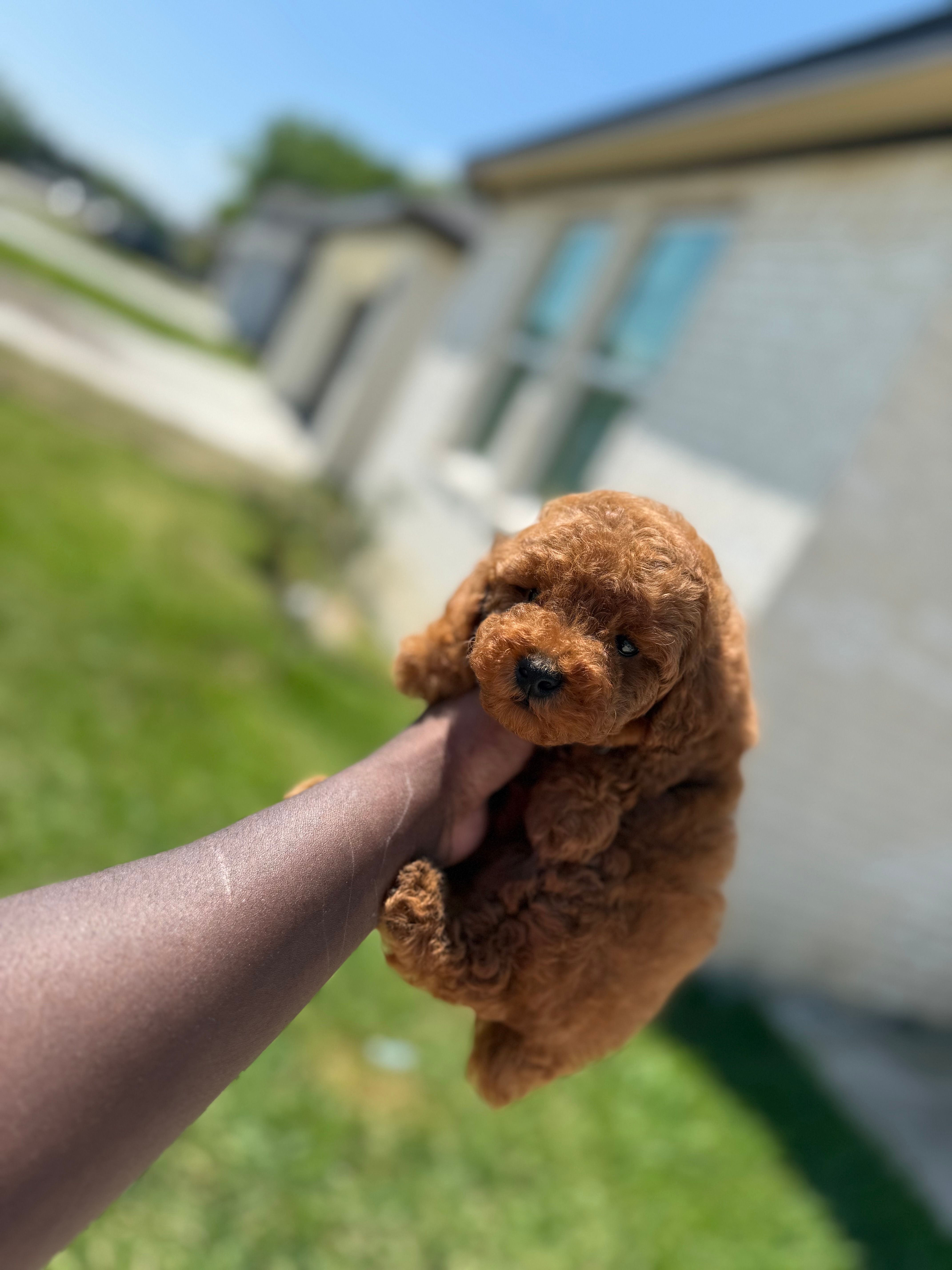 Mufasa  – Poodle - Toy  puppy for sale in Cleveland, TX