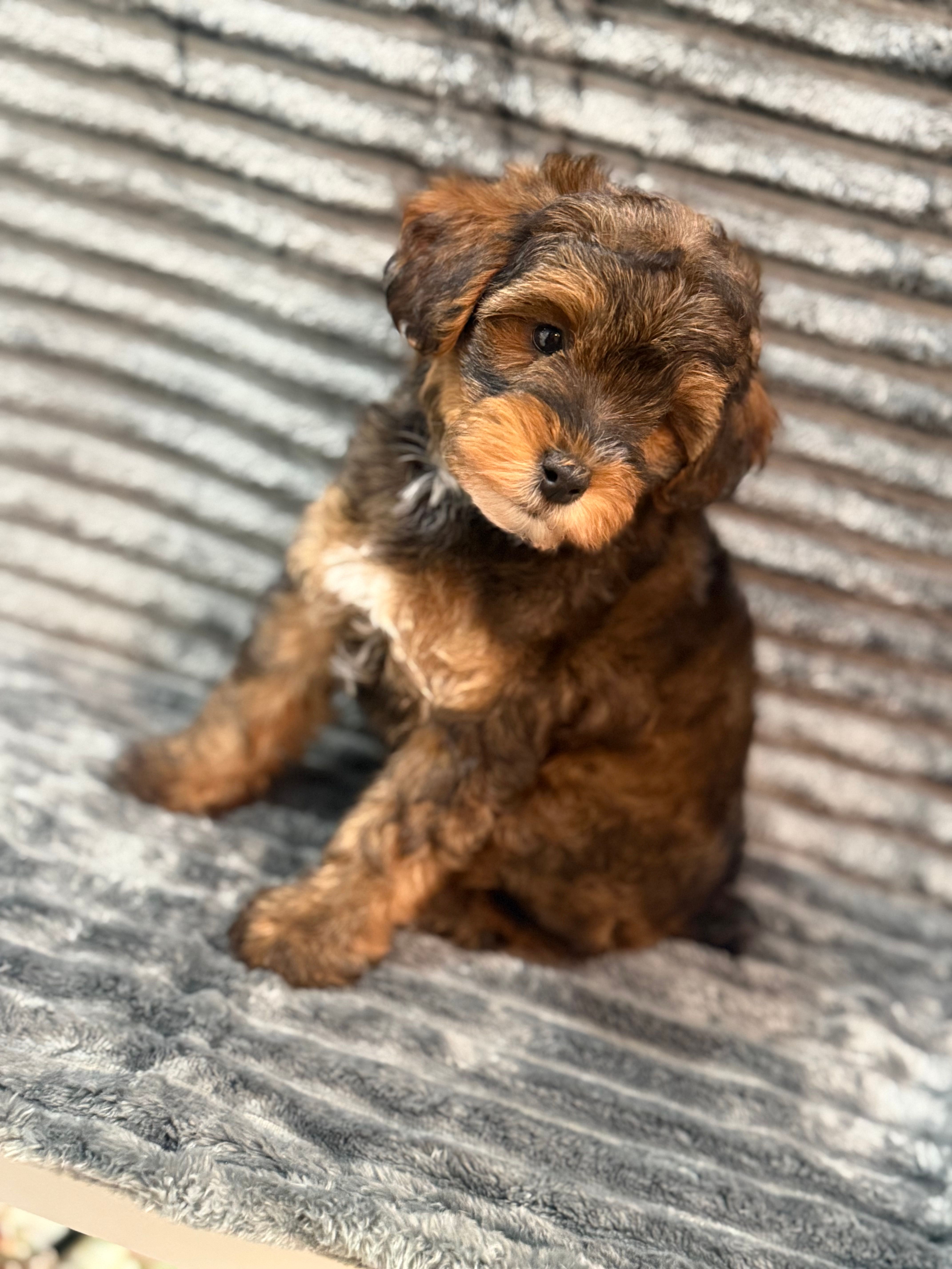 Mason – Yorkipoo puppy for sale in Cleveland, TX