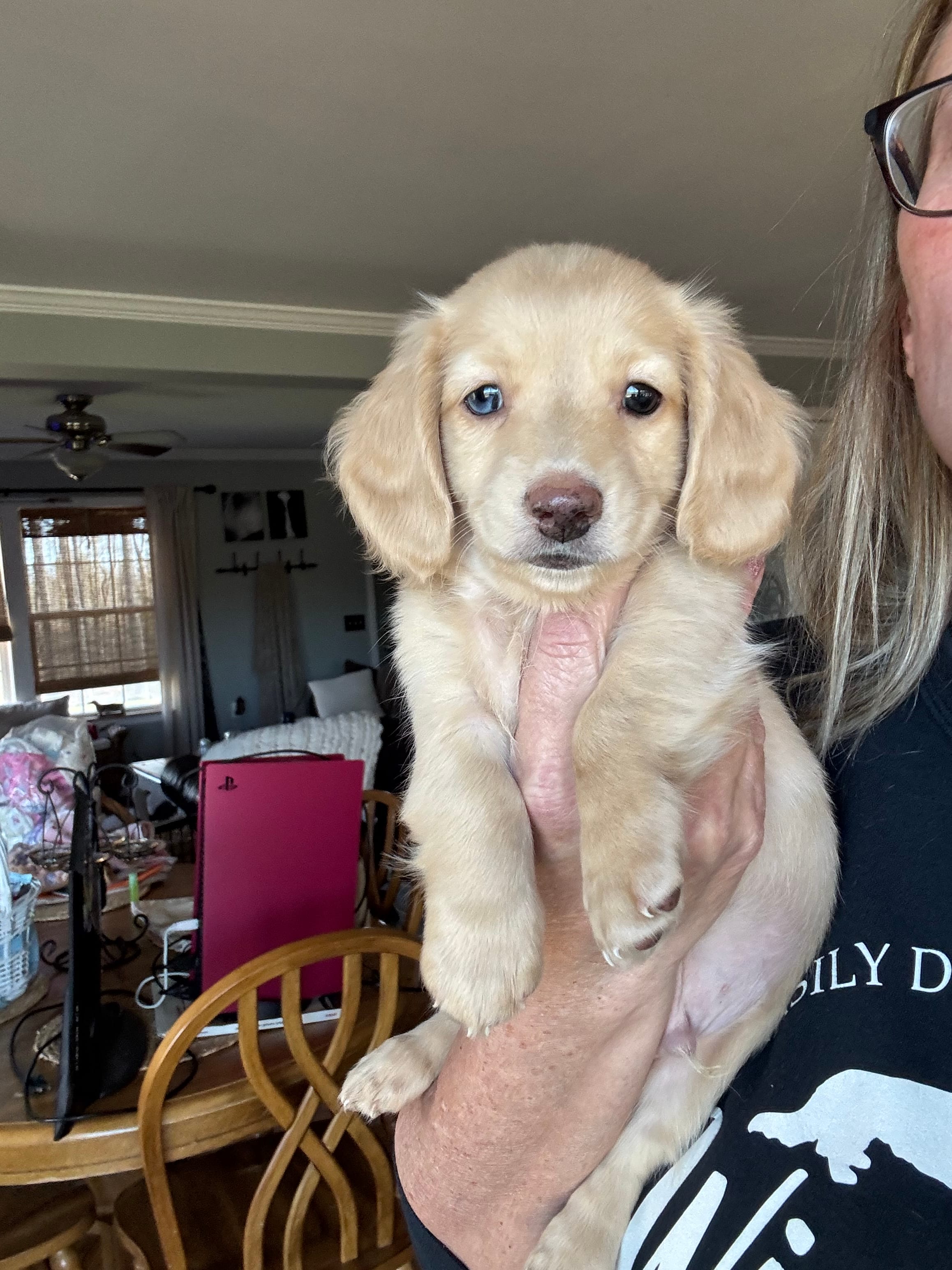 AKC Mixen  – Miniature Dachshund puppy for sale in Kennedy, NY