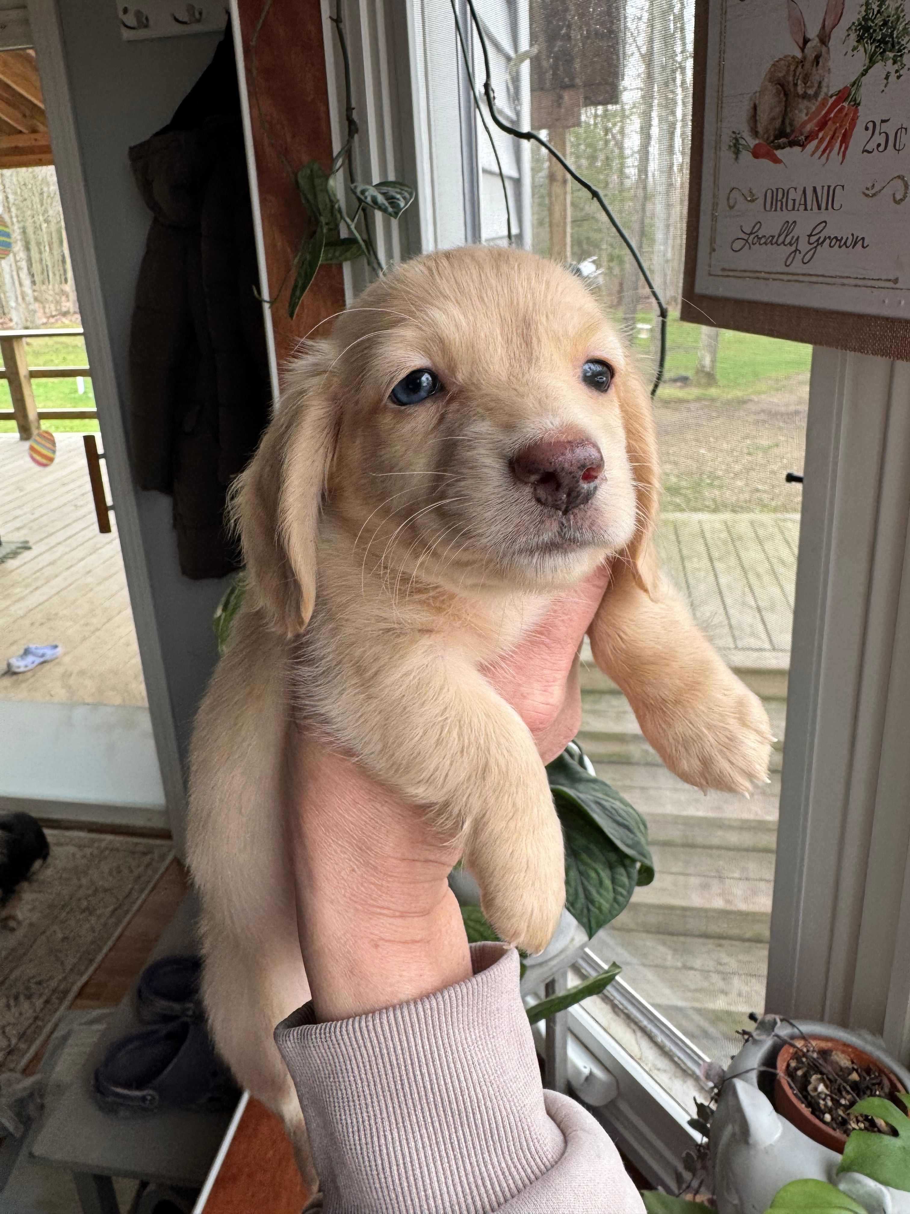 Mixen  – Miniature Dachshund puppy for sale in Kennedy, NY