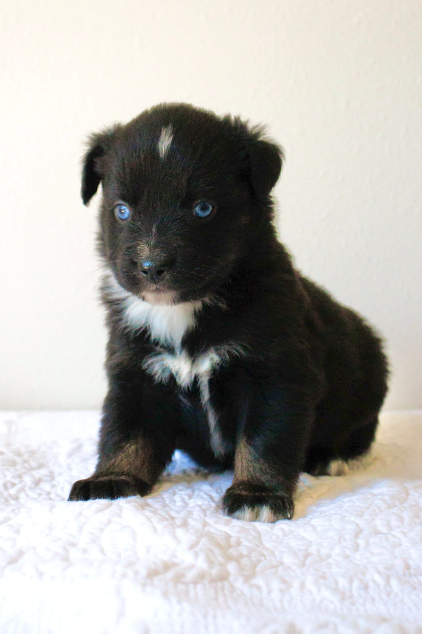 Bentley Blue Eyed Tri – Miniature Australian Shepherd puppy for sale in Burkesville, KY