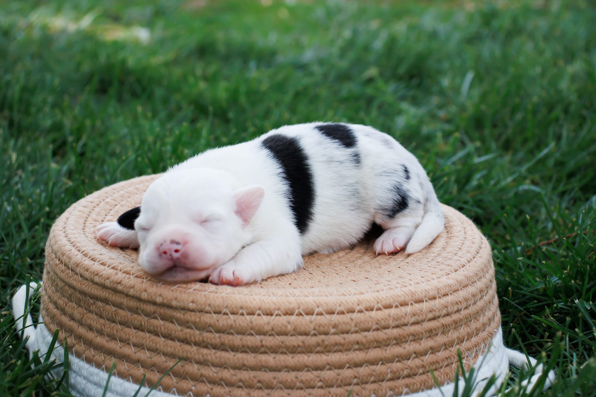 Freckles F Merle – Miniature Australian Shepherd puppy for sale in Burkesville, KY