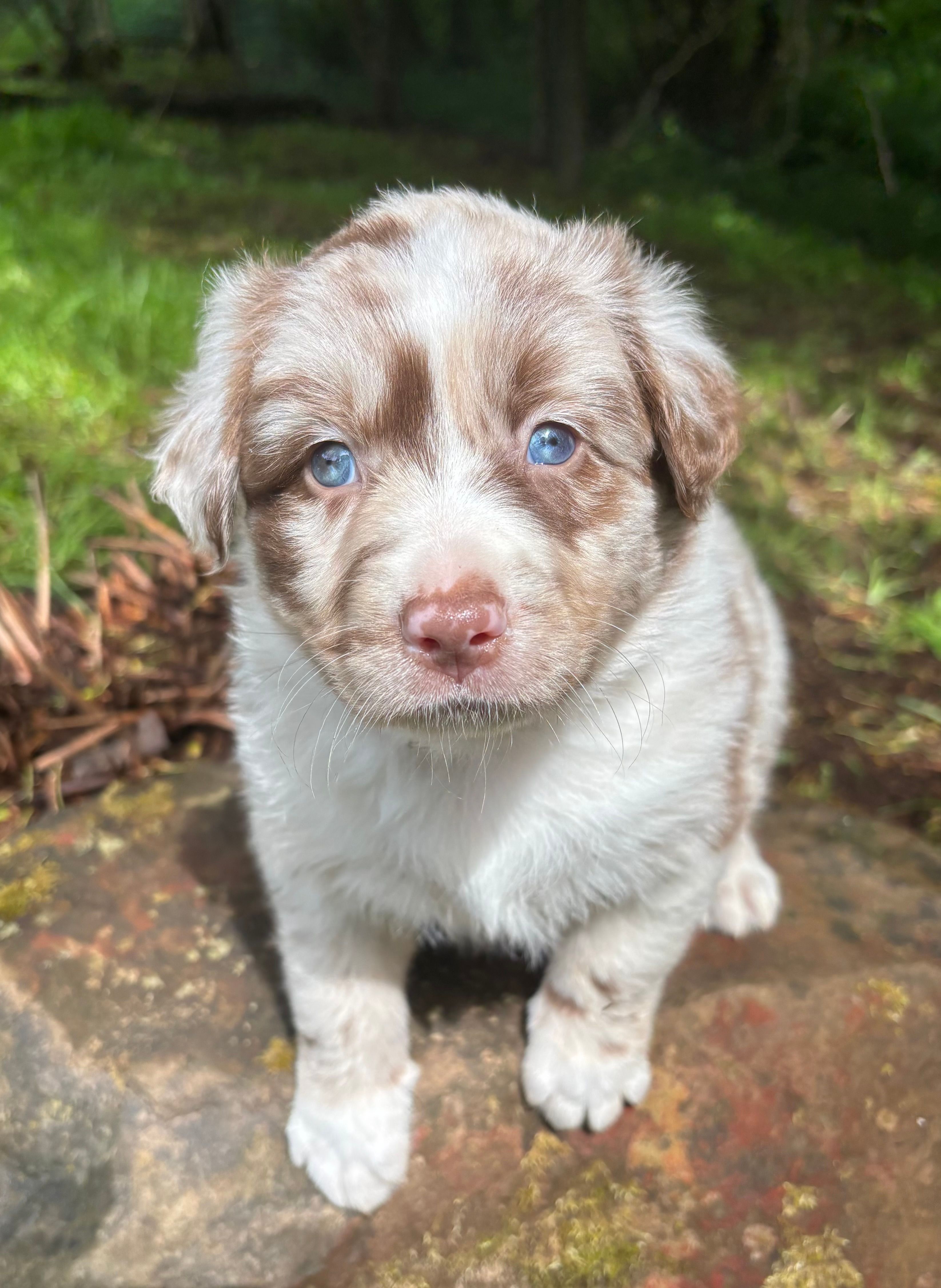 Azalea – Australian Shepherd puppy on hold in Scappoose, OR