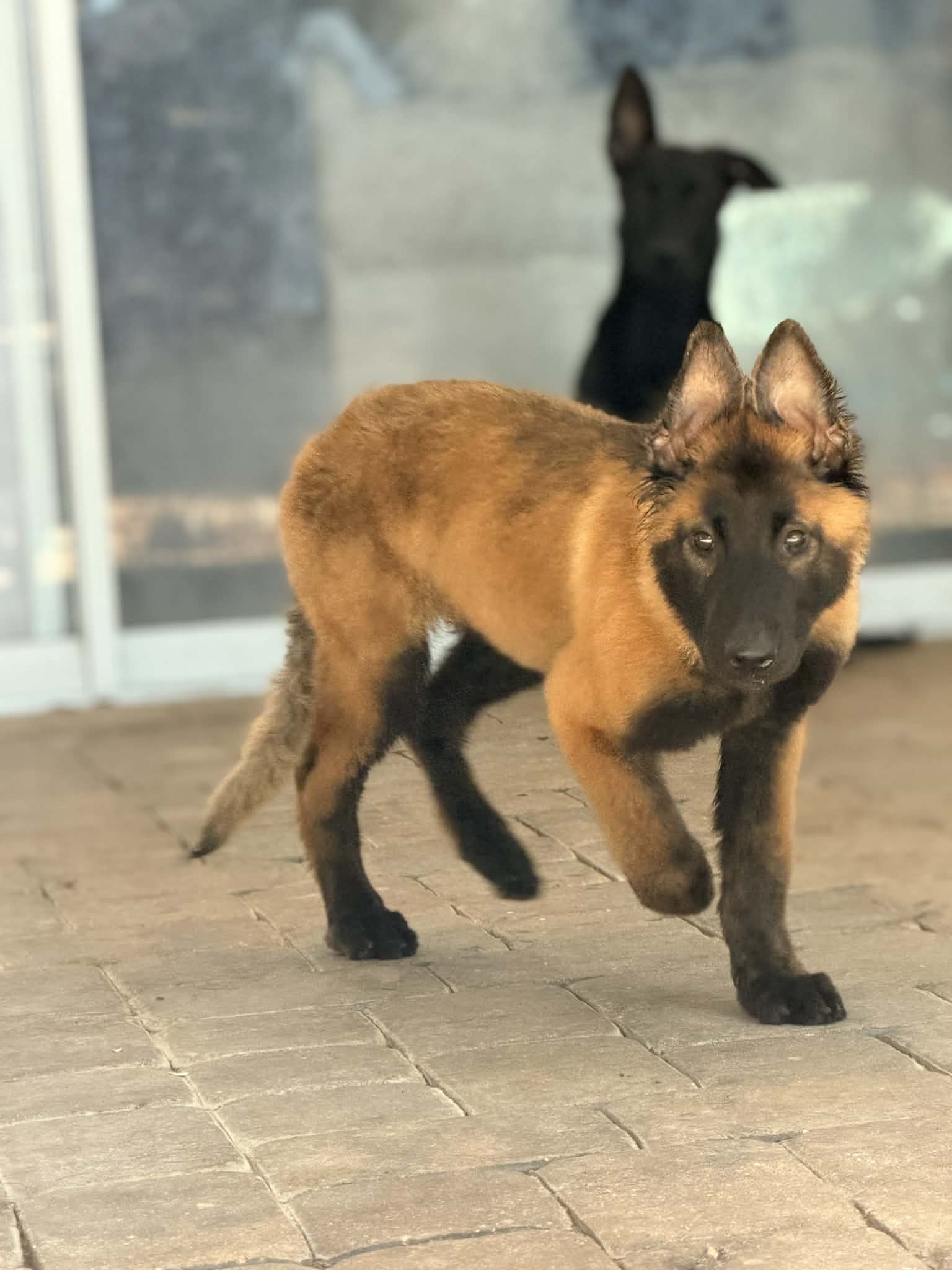 Timber  – Belgian Malinois, Dutch Shepherd puppy for sale in Mascotte, FL