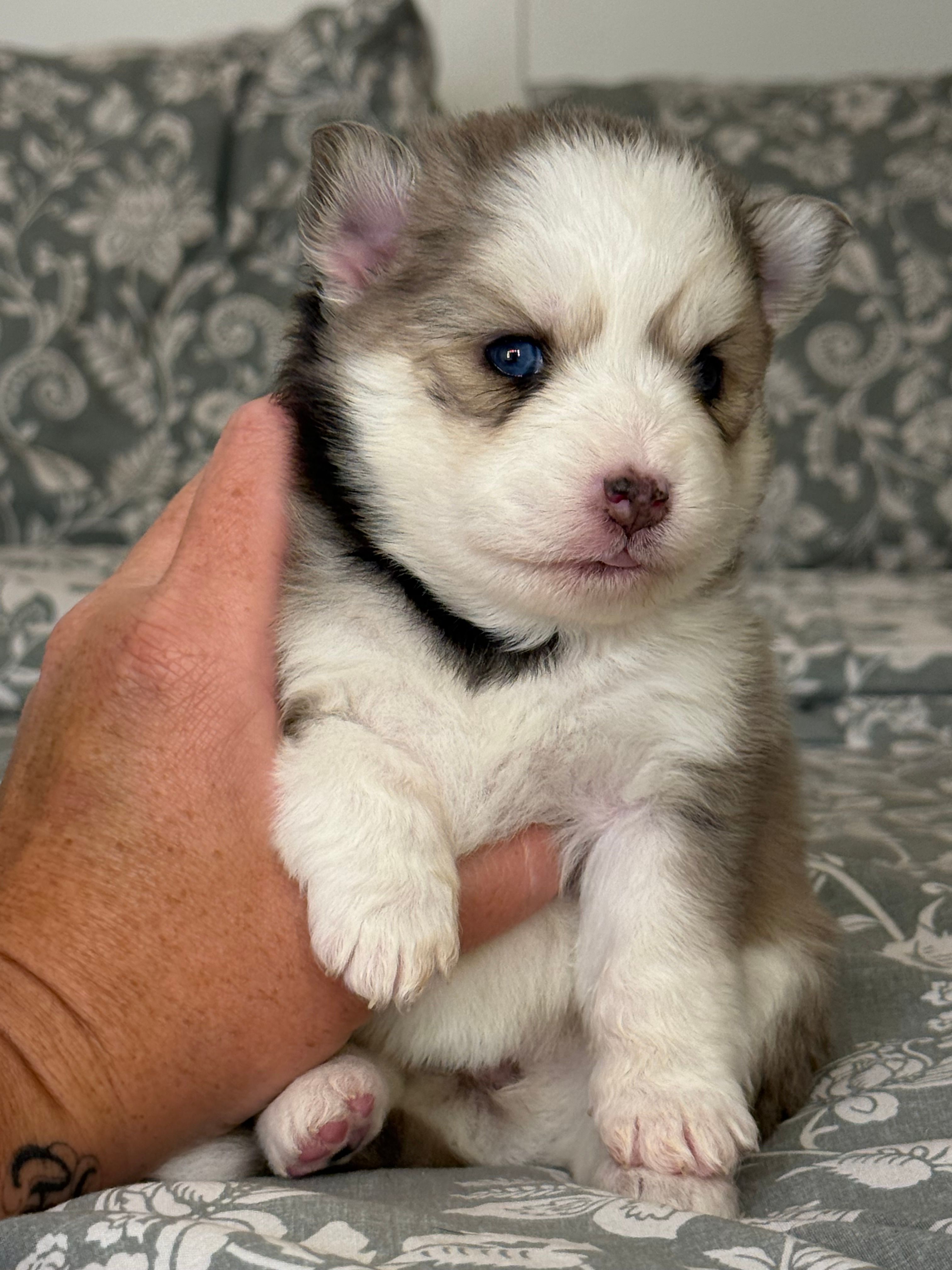 Sophia  – Pomsky puppy for sale in Casa Grande, AZ
