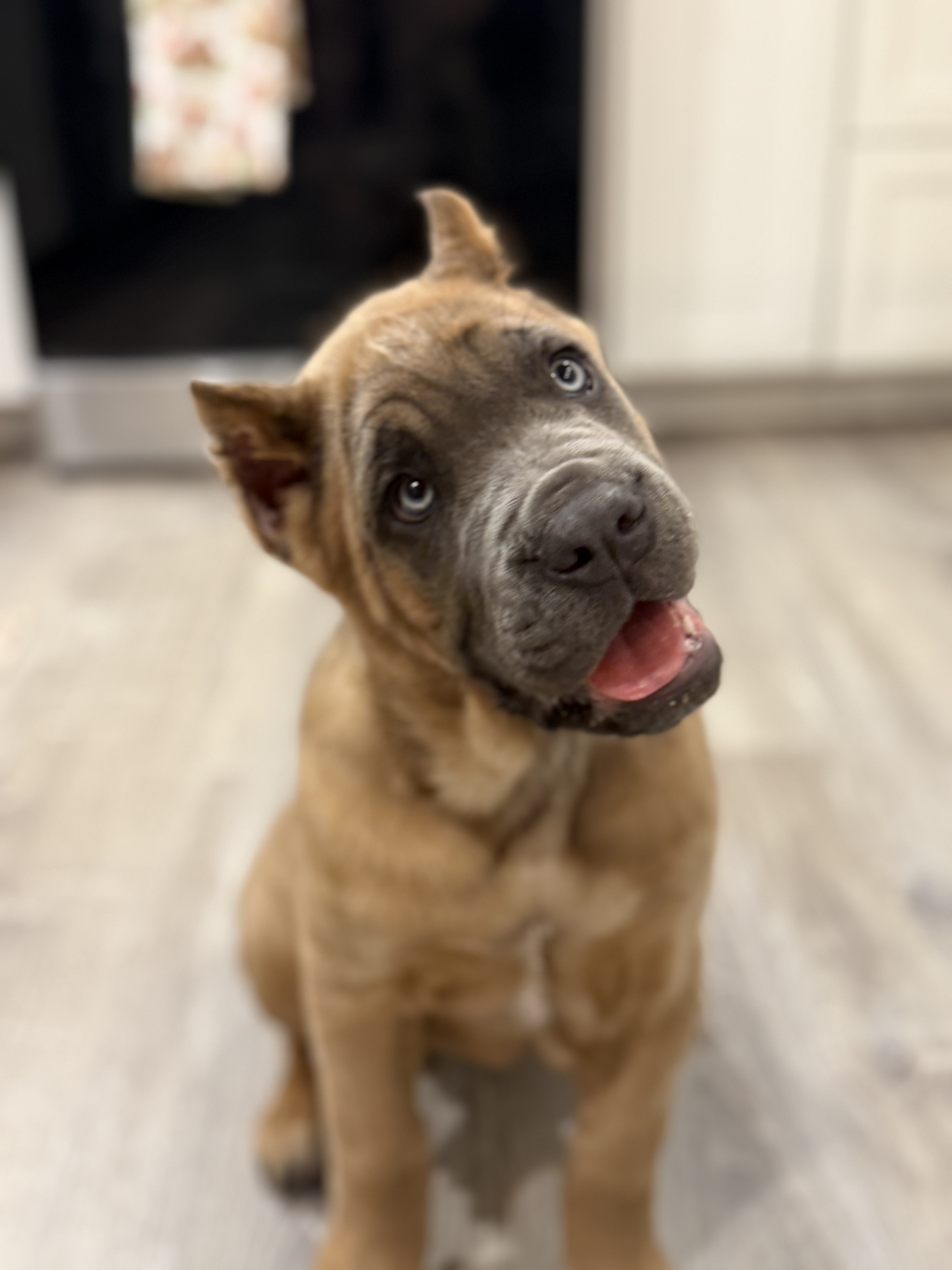 Yellow girl  – Cane Corso puppy for sale in Casa Grande, AZ