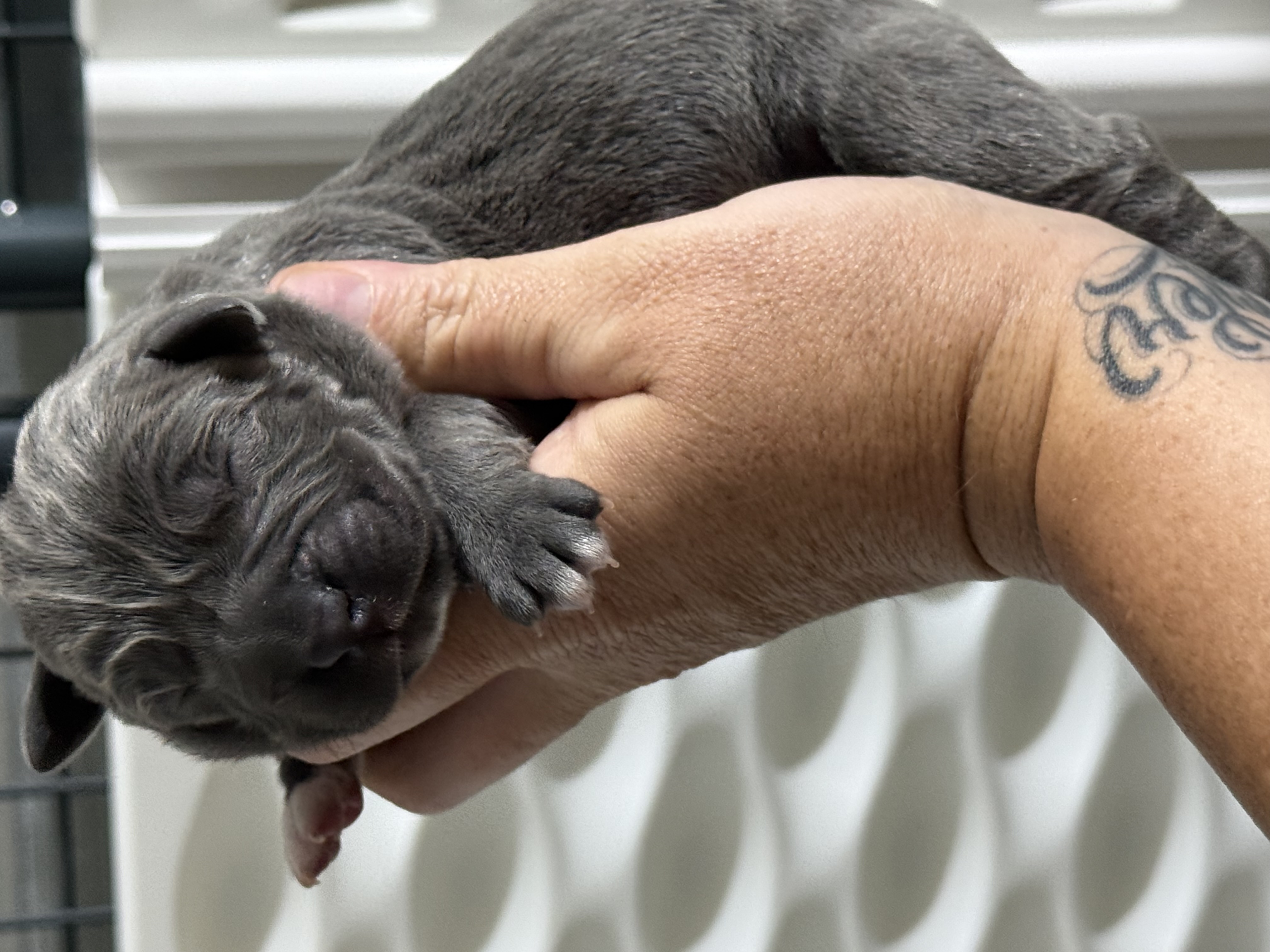 Purple girl  – Cane Corso puppy for sale in Casa Grande, AZ