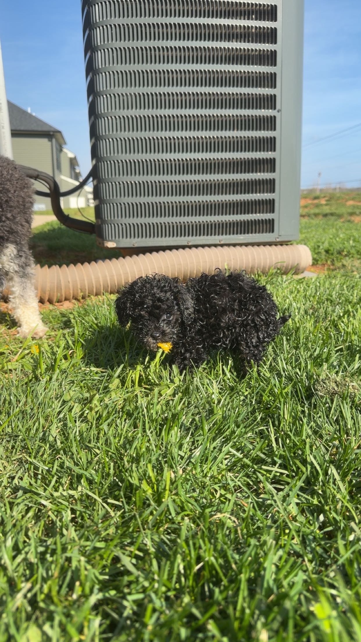 Luna – Cavapoo puppy for sale in Lynchburg, VA