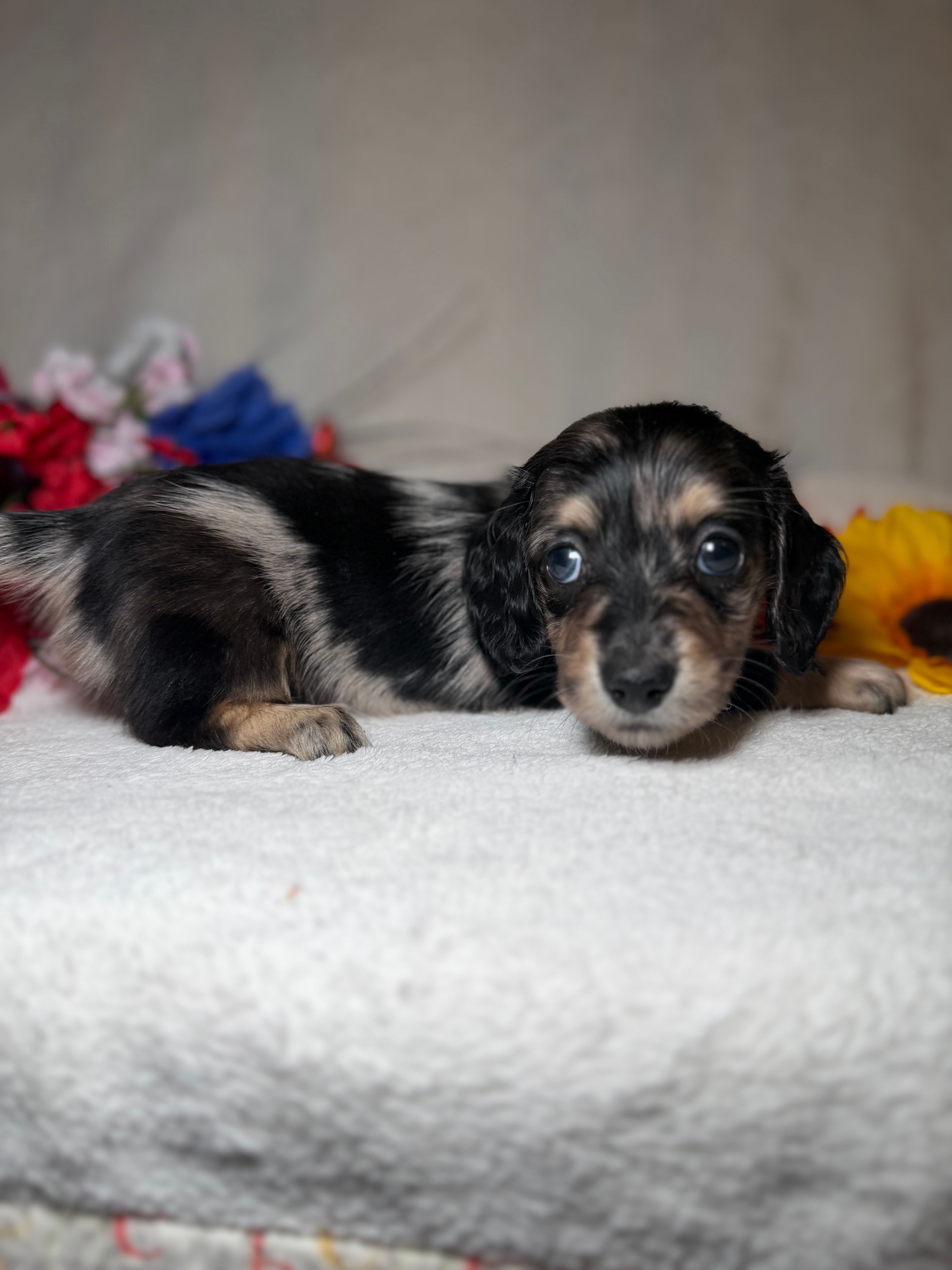 Millie  – Miniature Dachshund puppy for sale in Leesburg, FL