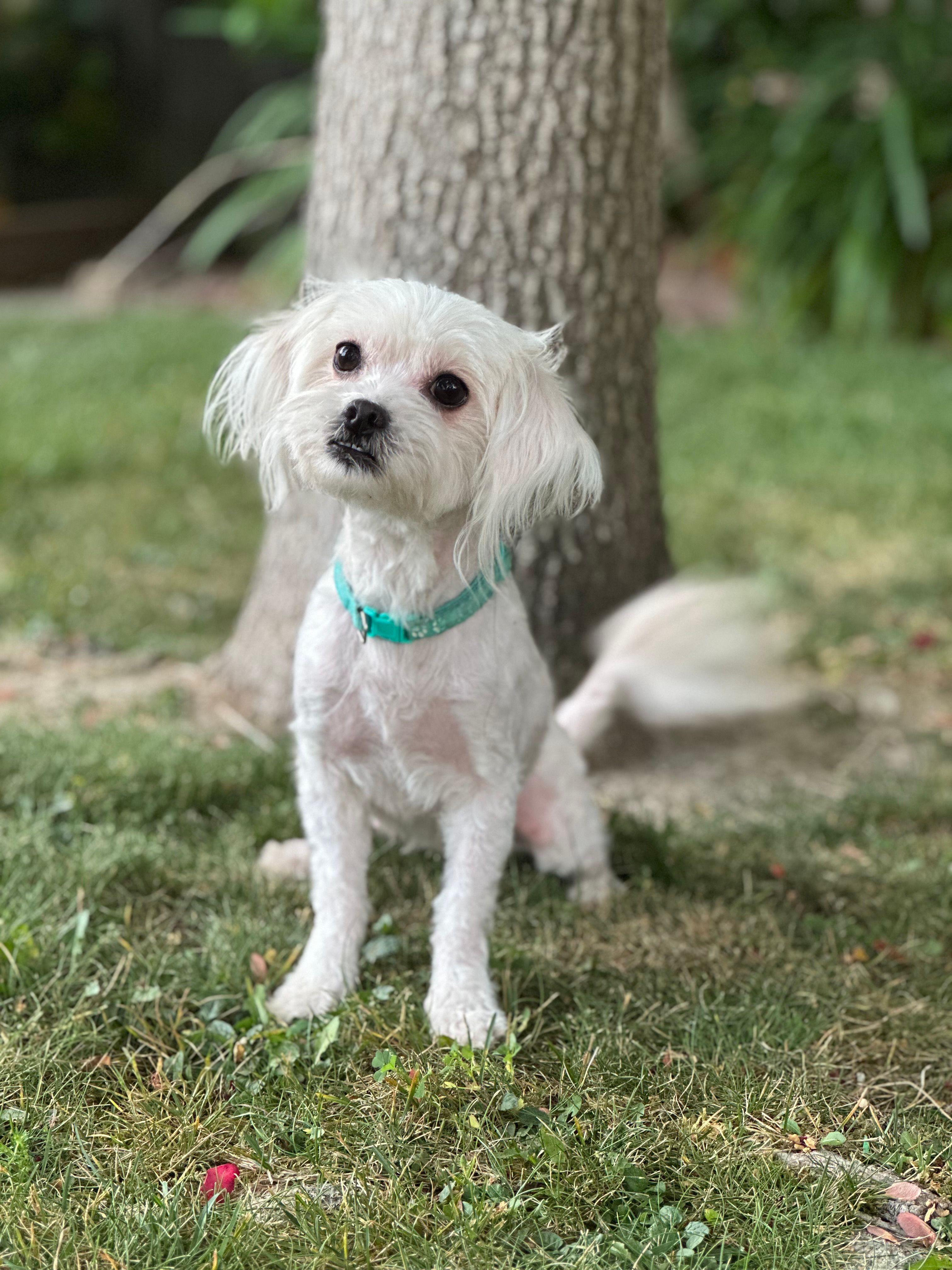 Hazel – Maltipoo puppy for sale in Sacramento, CA