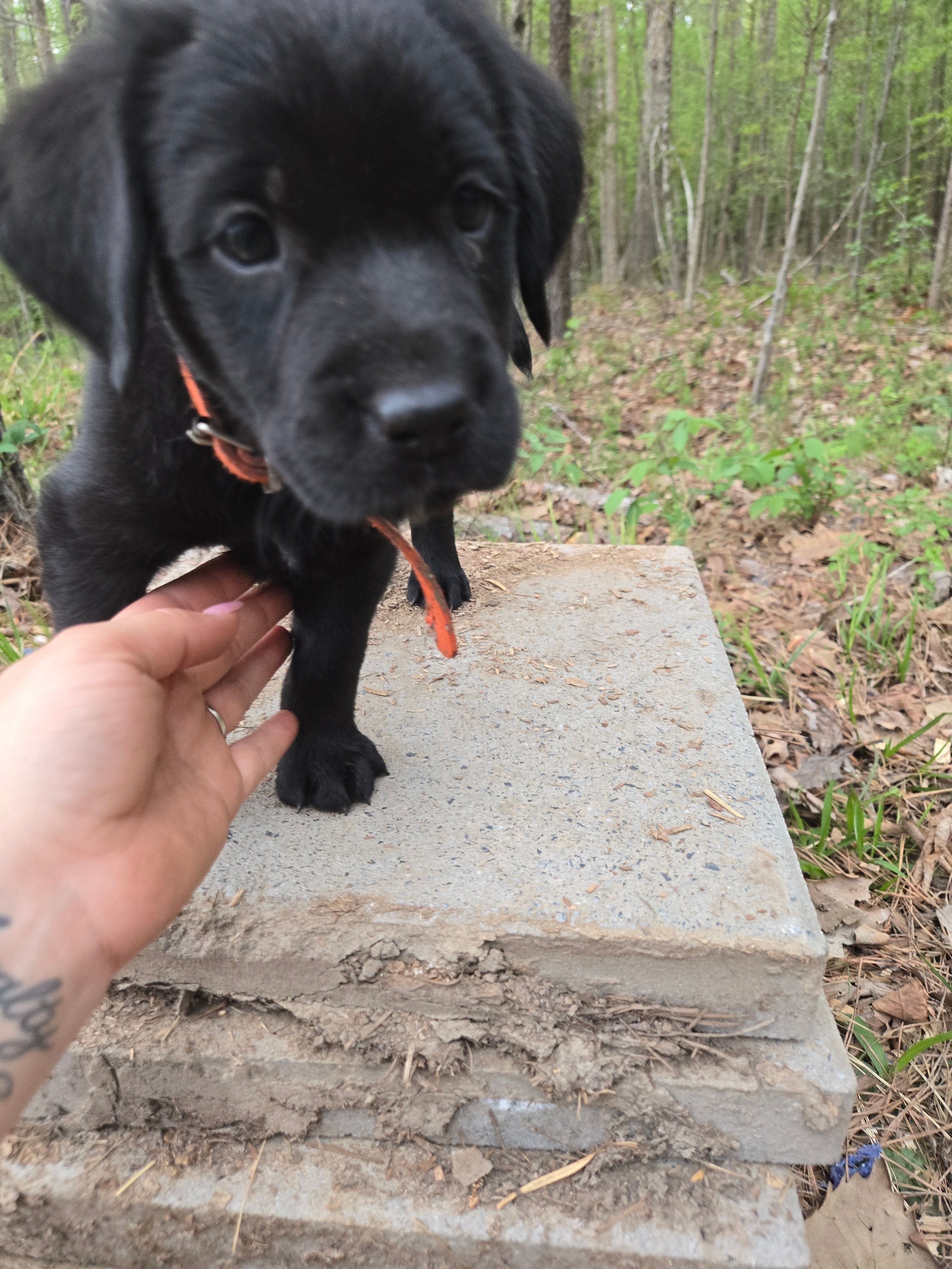 Orange collar 🧡 – Goldador puppy for sale in Mc Kenney, VA