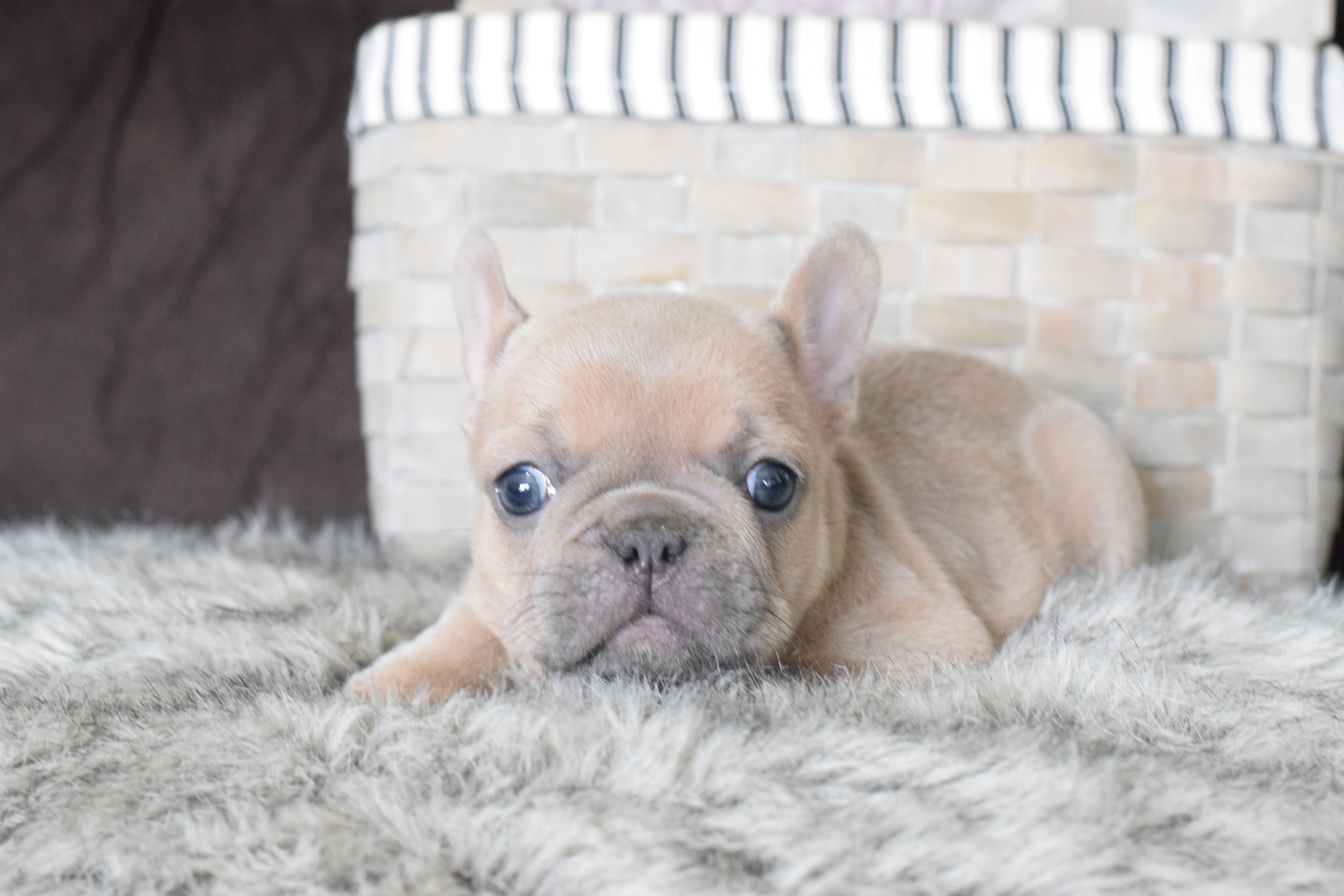 Princess – French Bulldog puppy for sale in Coleman, TX