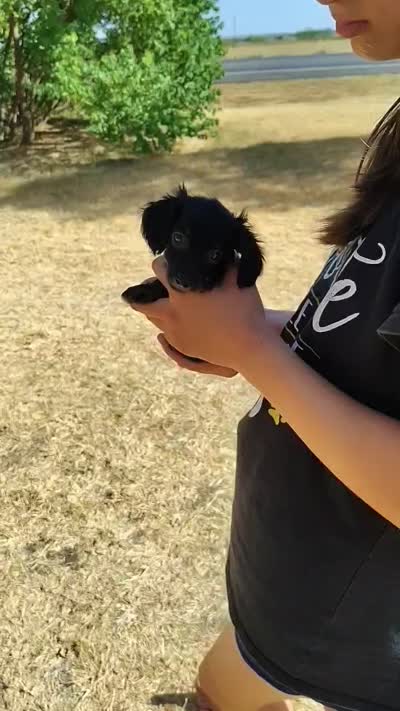 Long Hair- Nutella, a female Miniature Dachshund for sale in Coleman, TX – 4 of 4