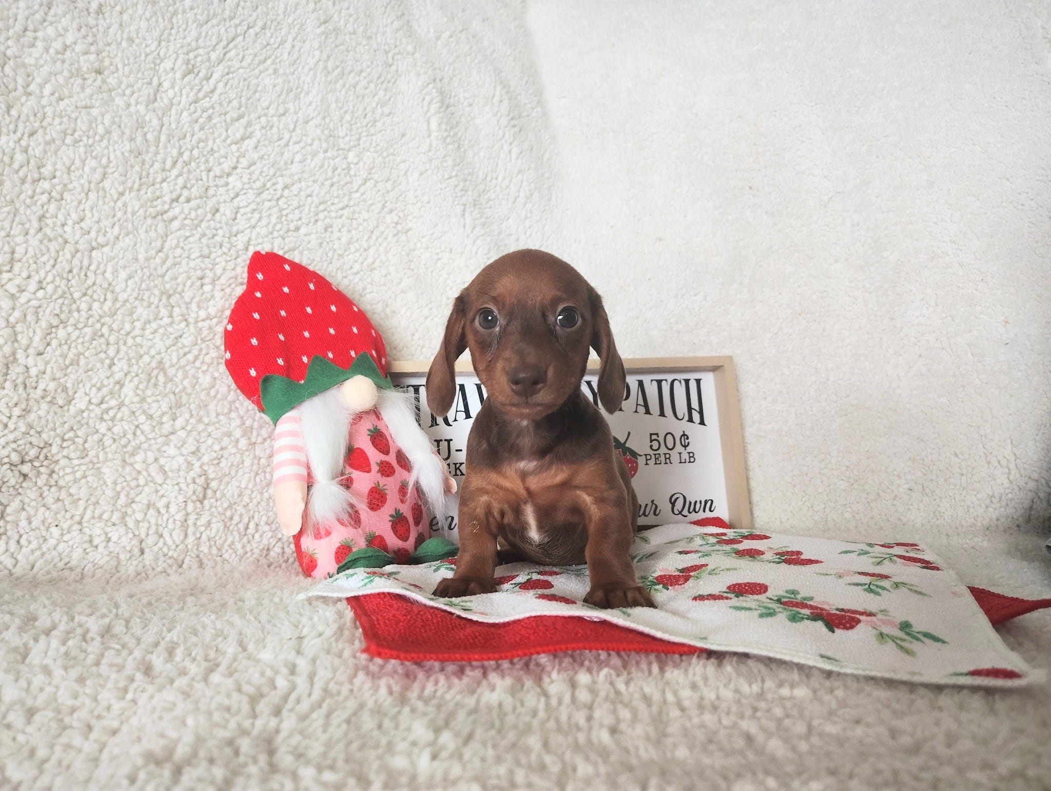 Jaguar  – Miniature Dachshund puppy for sale in Coleman, TX