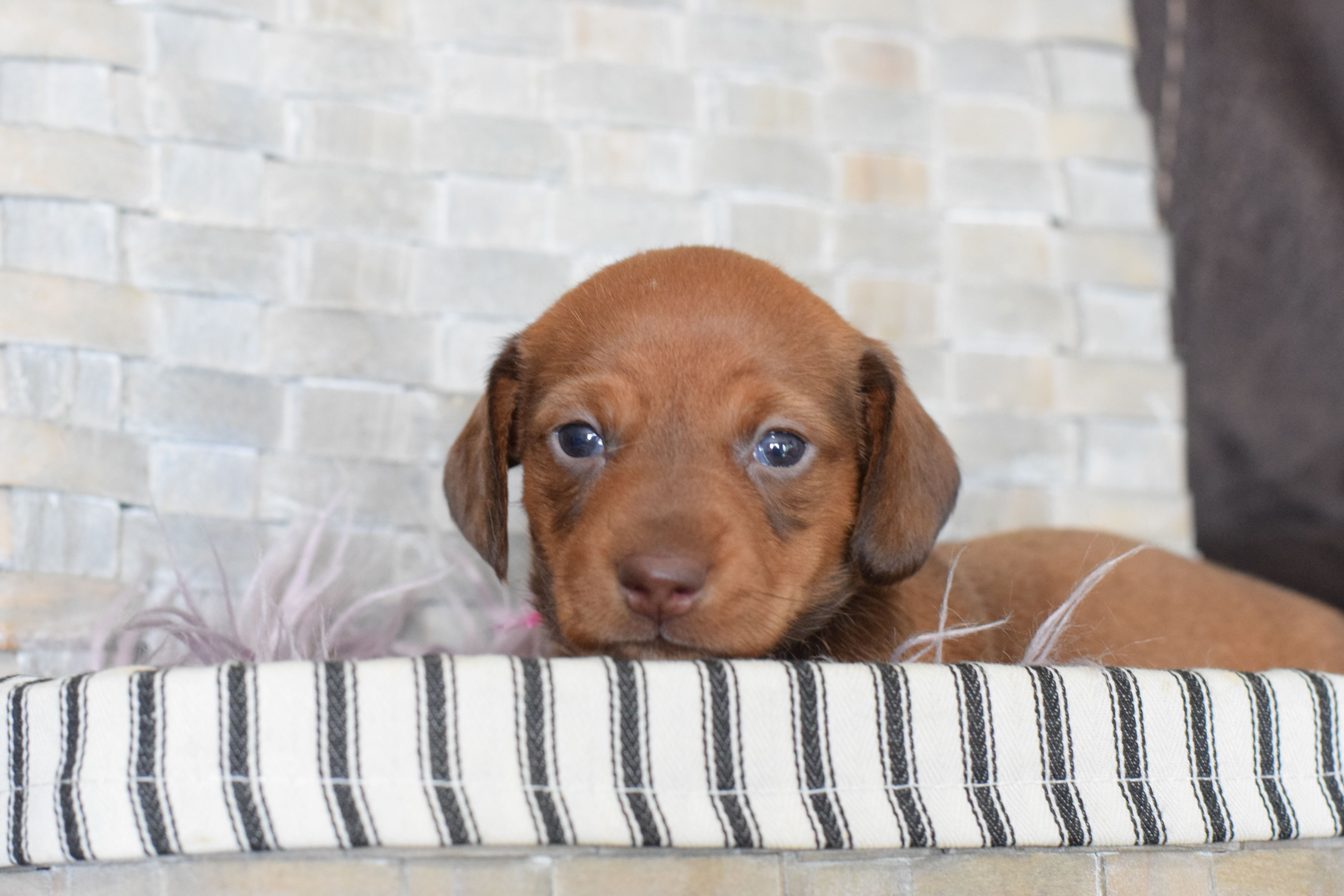 Jaguar  – Miniature Dachshund puppy for sale in Coleman, TX