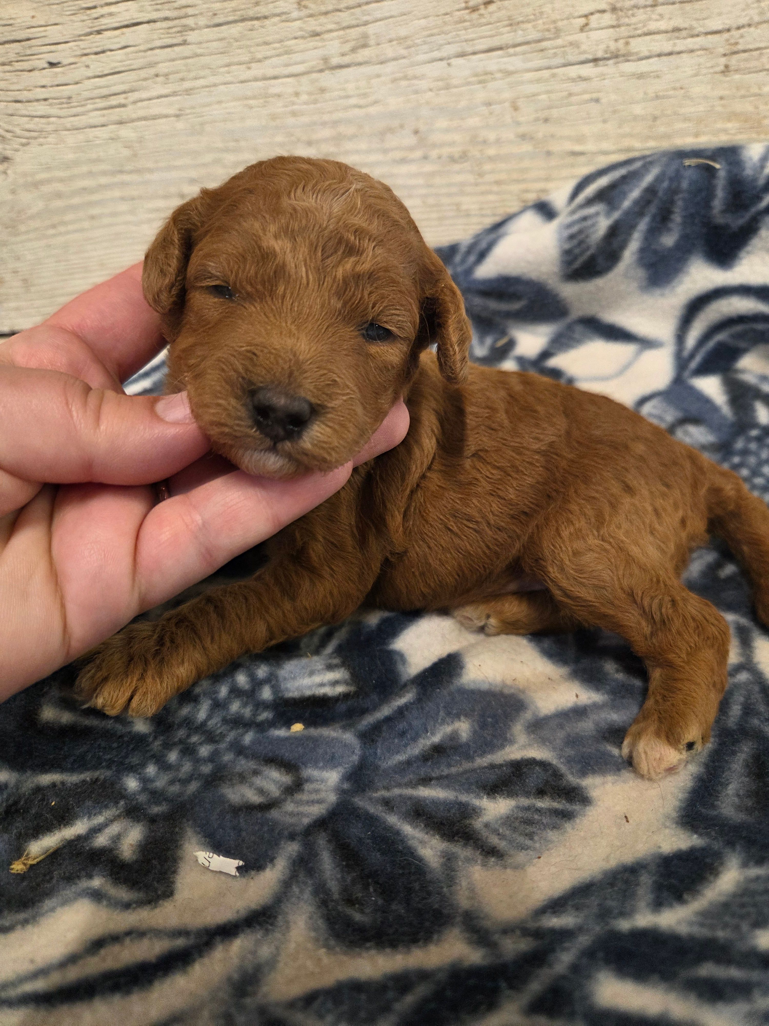Rhubarb Moyen size  – Poodle - Miniature  puppy for sale in Knoxville, IA