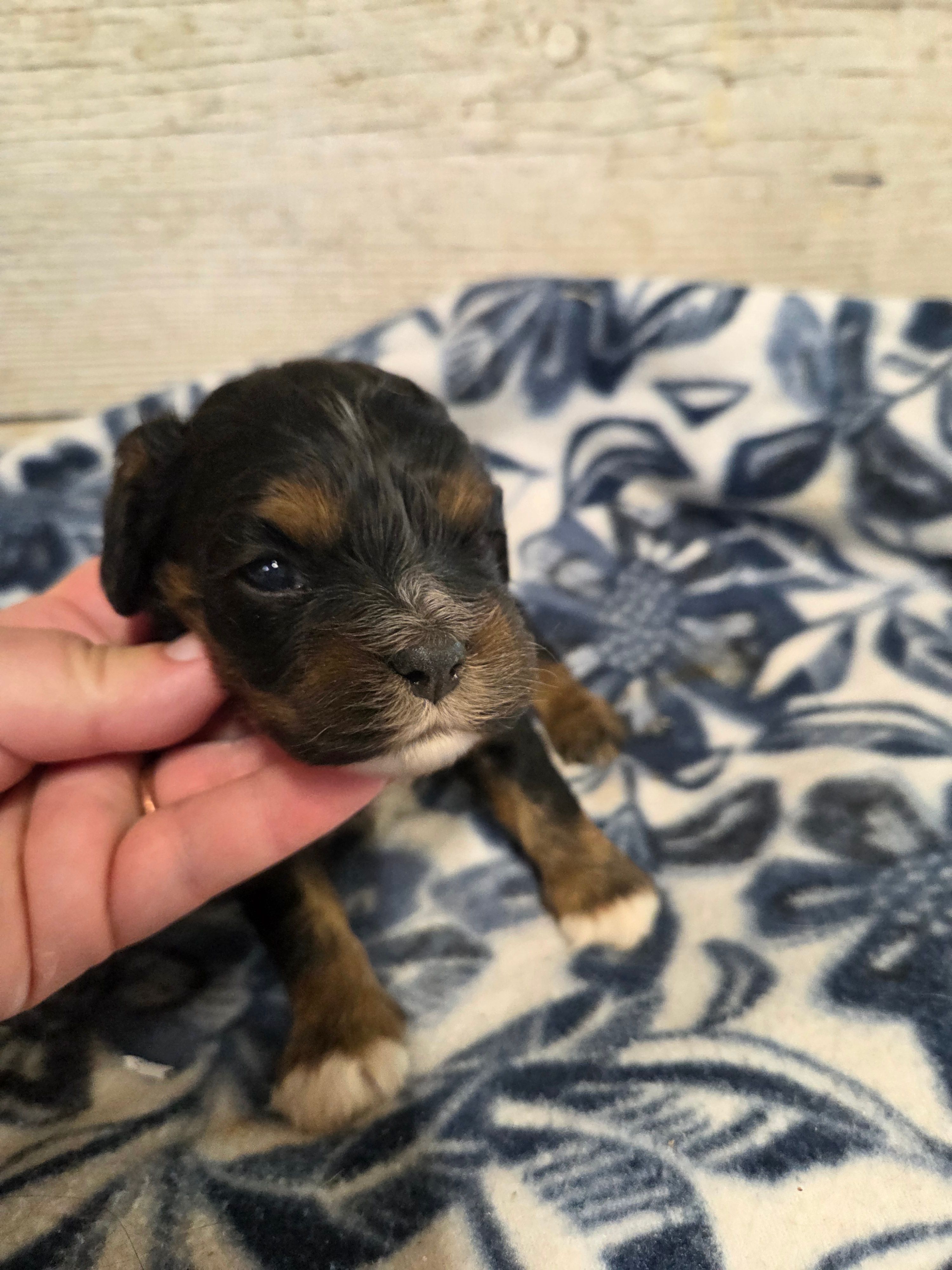 Starlight  – Cocker Spaniel puppy for sale in Knoxville, IA