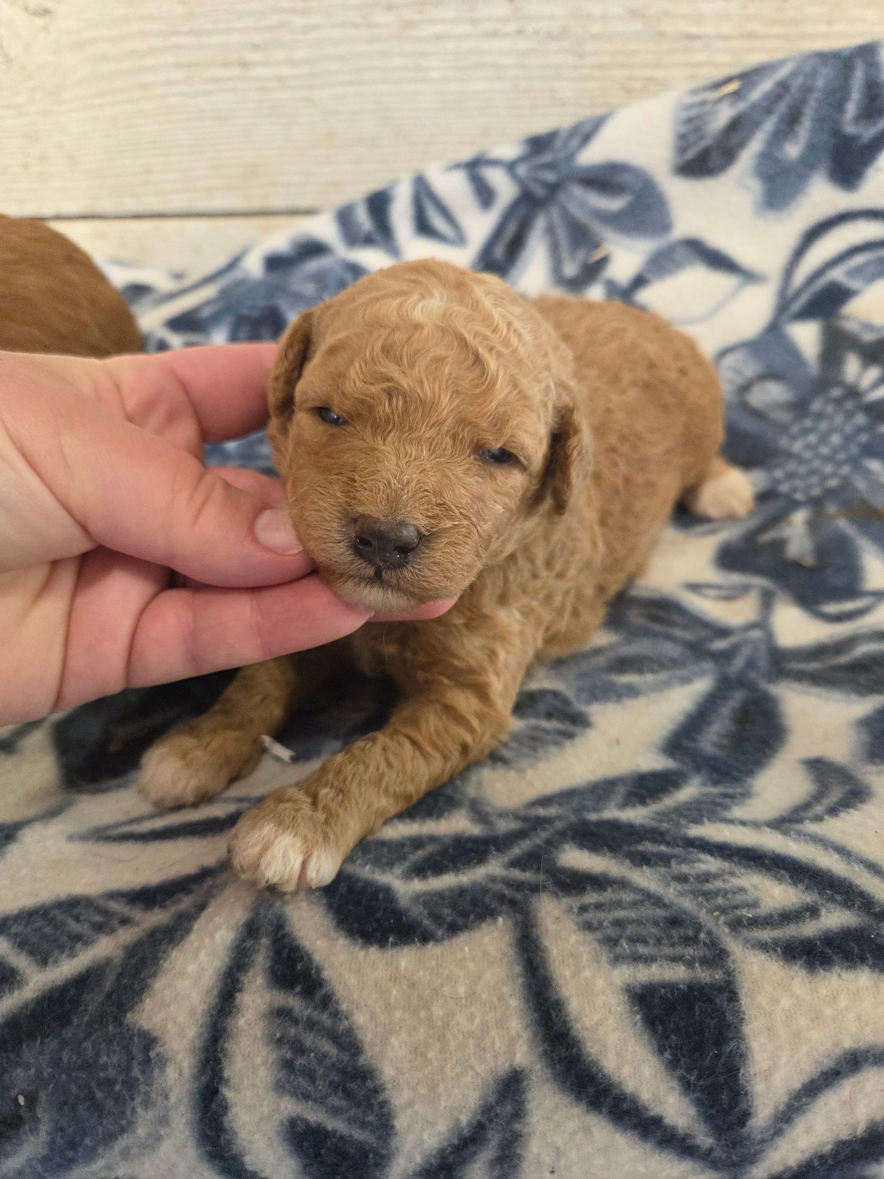 Apricot MOYEN SIZE  – Poodle - Miniature  puppy for sale in Knoxville, IA