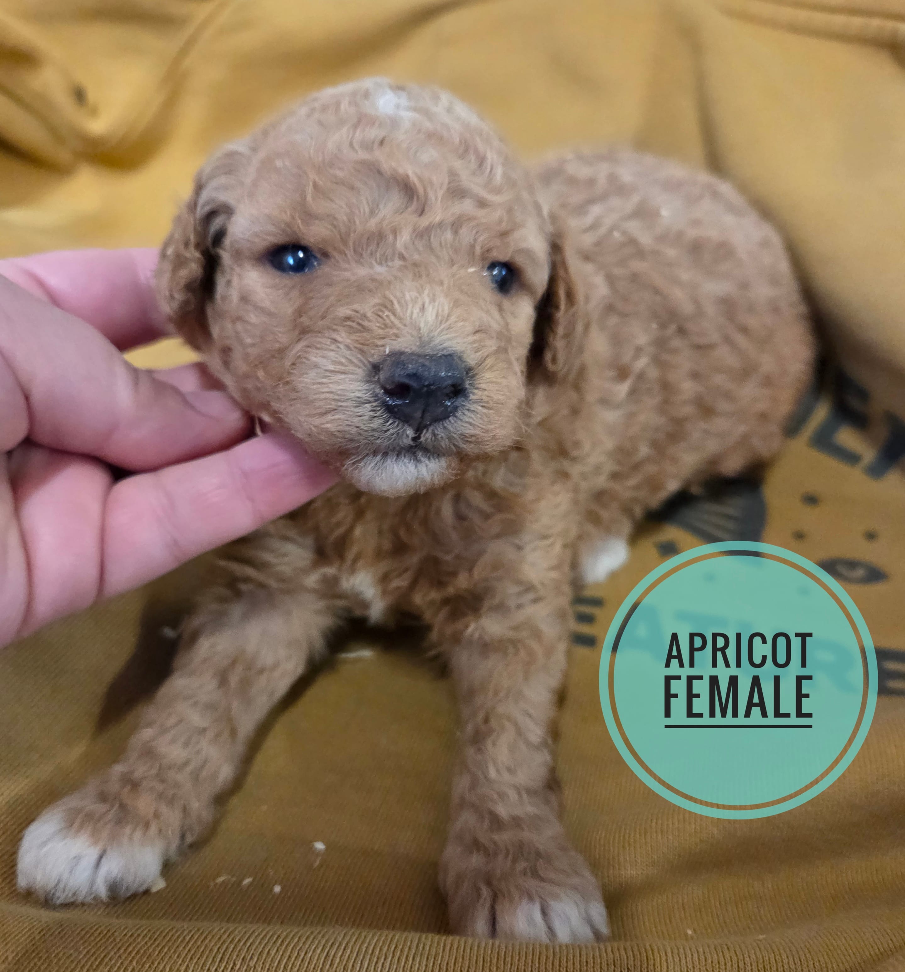 Apricot MOYEN SIZE  – Poodle - Miniature  puppy for sale in Knoxville, IA