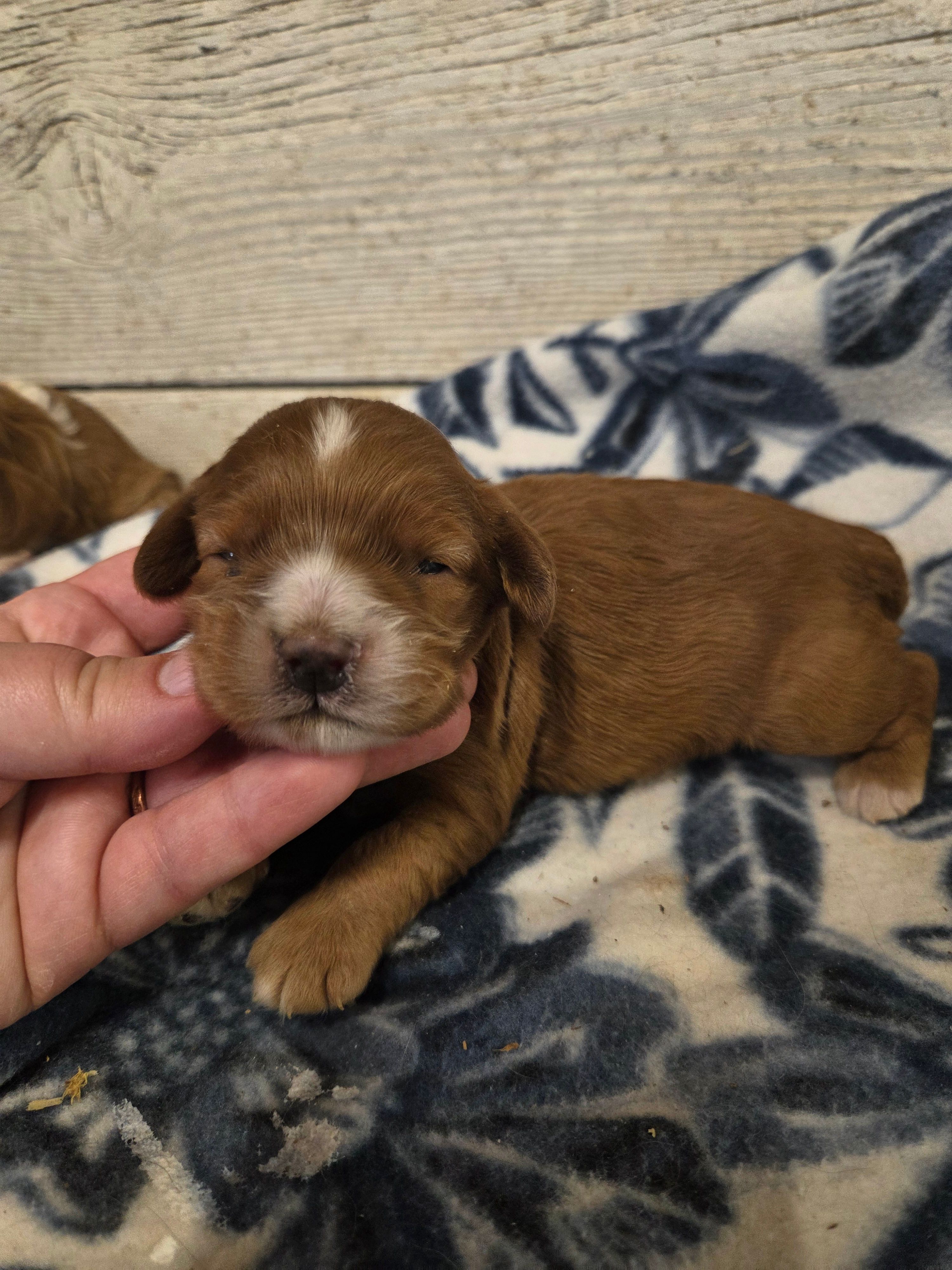 Bill – Cocker Spaniel puppy for sale in Knoxville, IA
