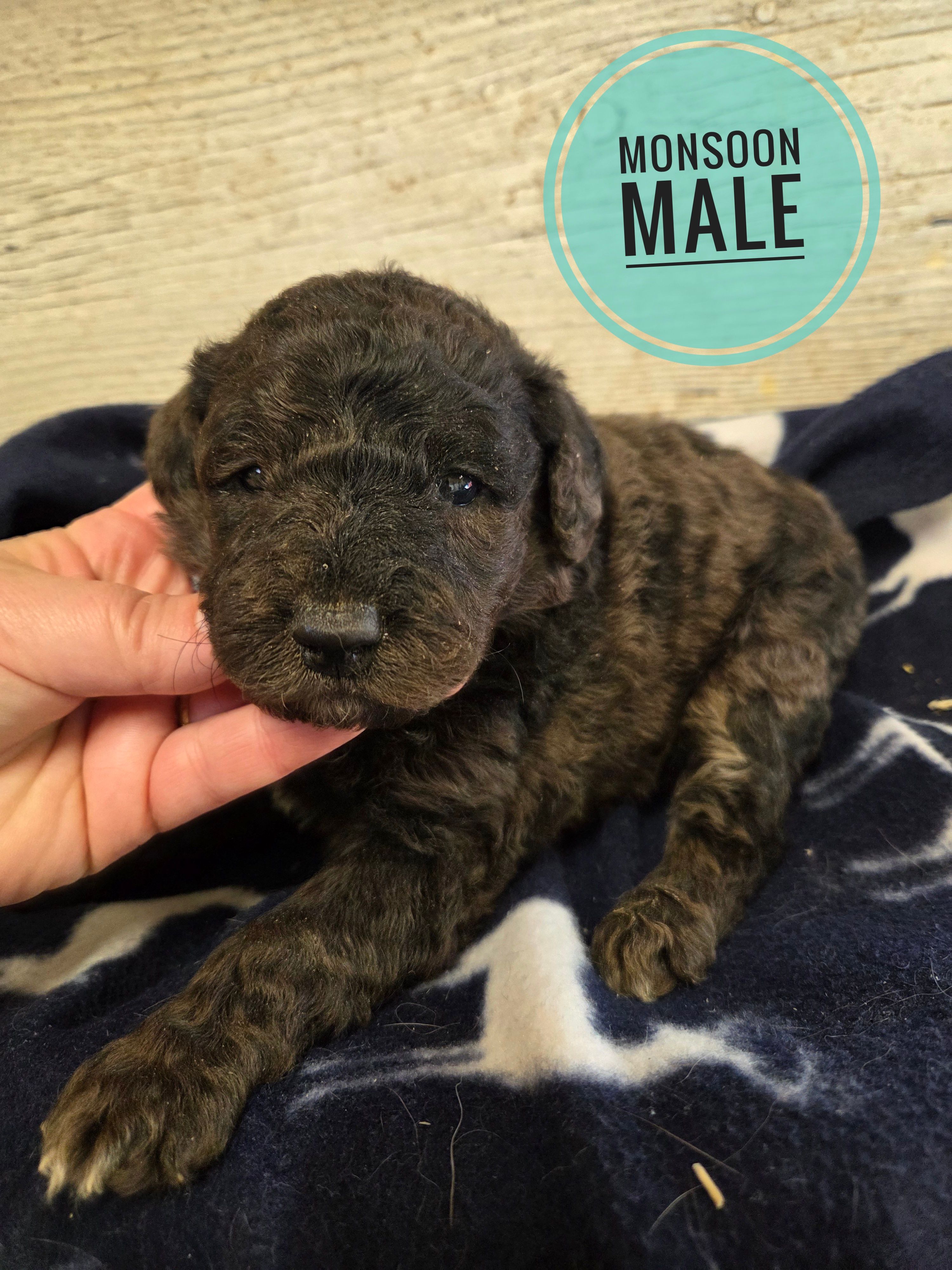 Monsoon  – Miniature Goldendoodle puppy for sale in Knoxville, IA