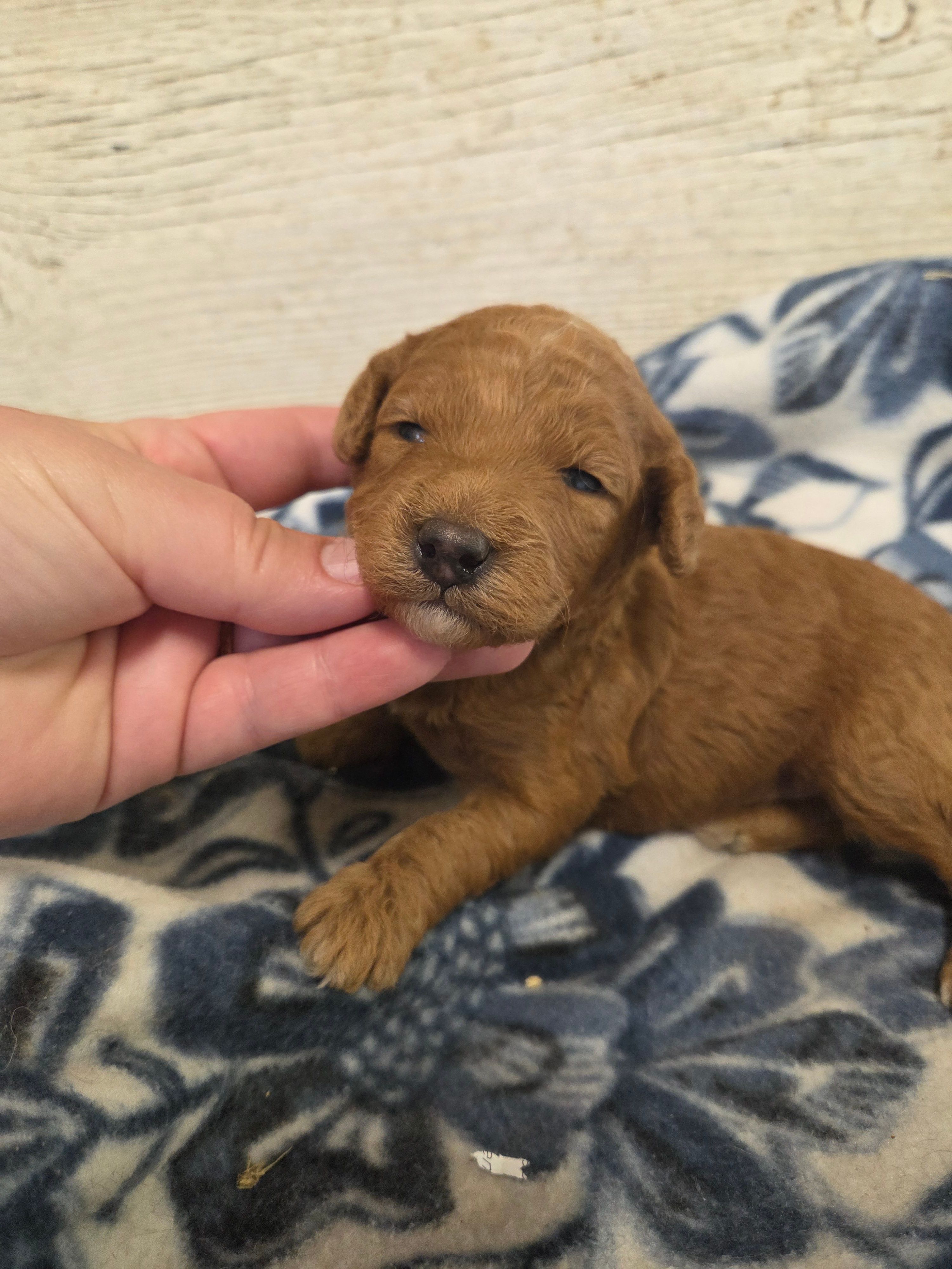 Rhubarb moyen size  – Poodle - Standard  puppy for sale in Knoxville, IA
