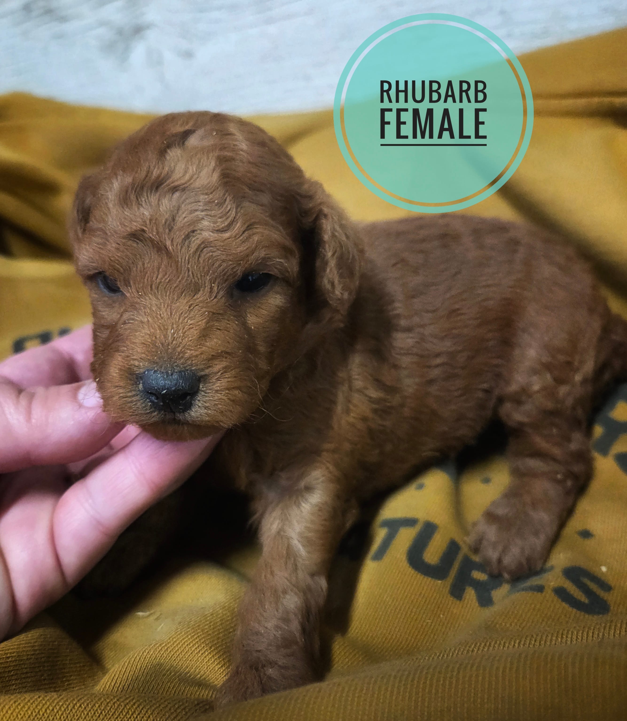 Rhubarb moyen size  – Poodle - Standard  puppy for sale in Knoxville, IA