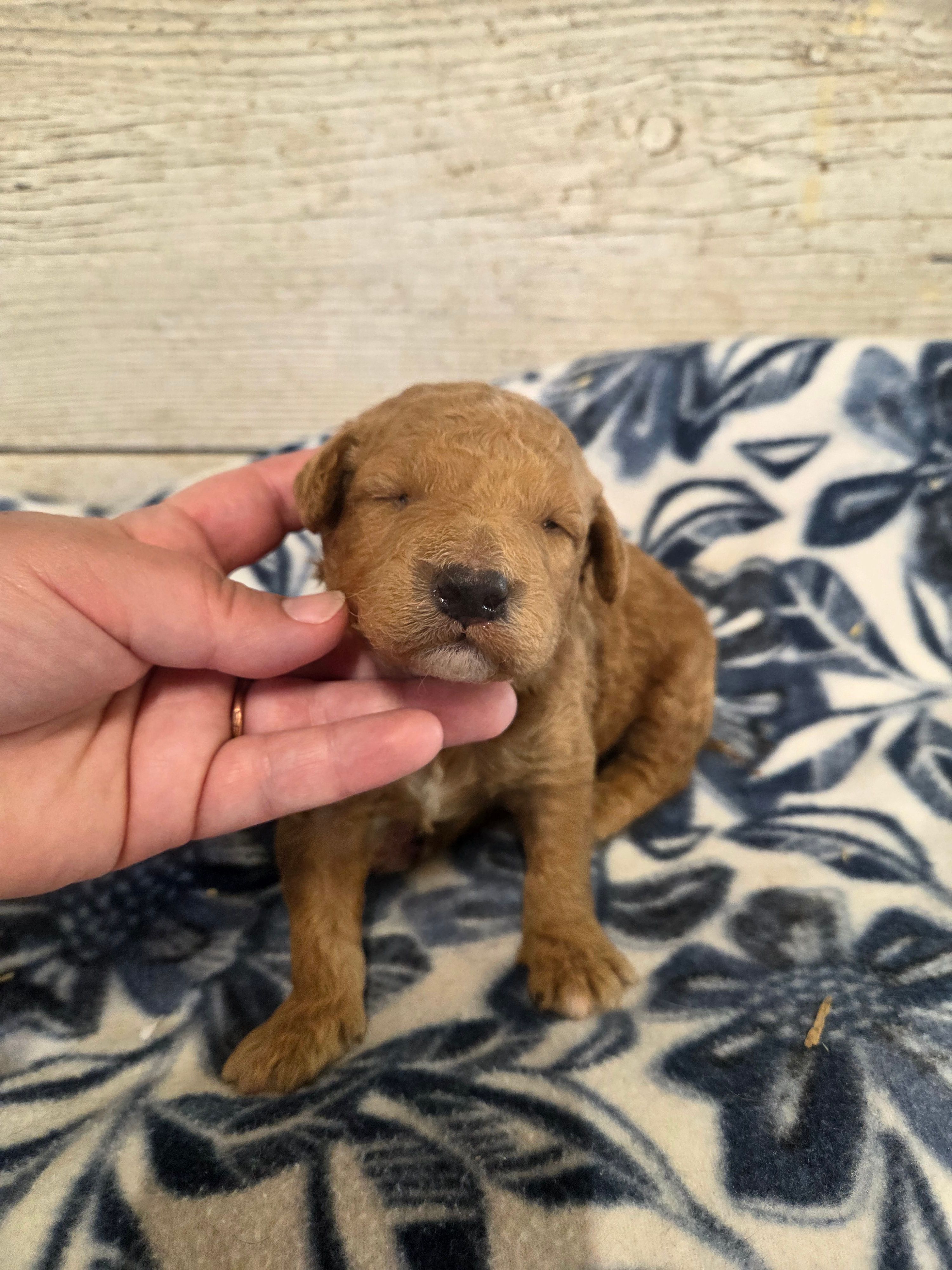 Ducky moyen size – Poodle - Miniature  puppy for sale in Knoxville, IA