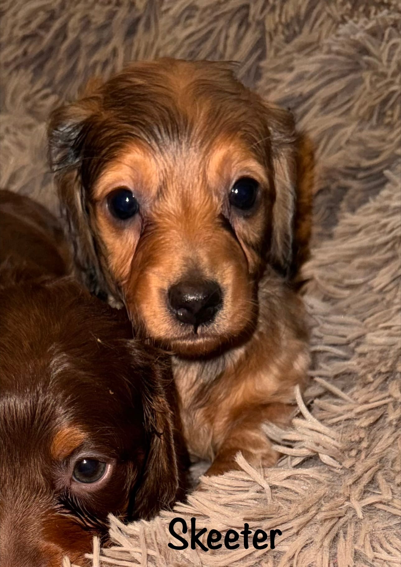 Skeeter (Long haired) – Miniature Dachshund puppy for sale in Lovely, KY