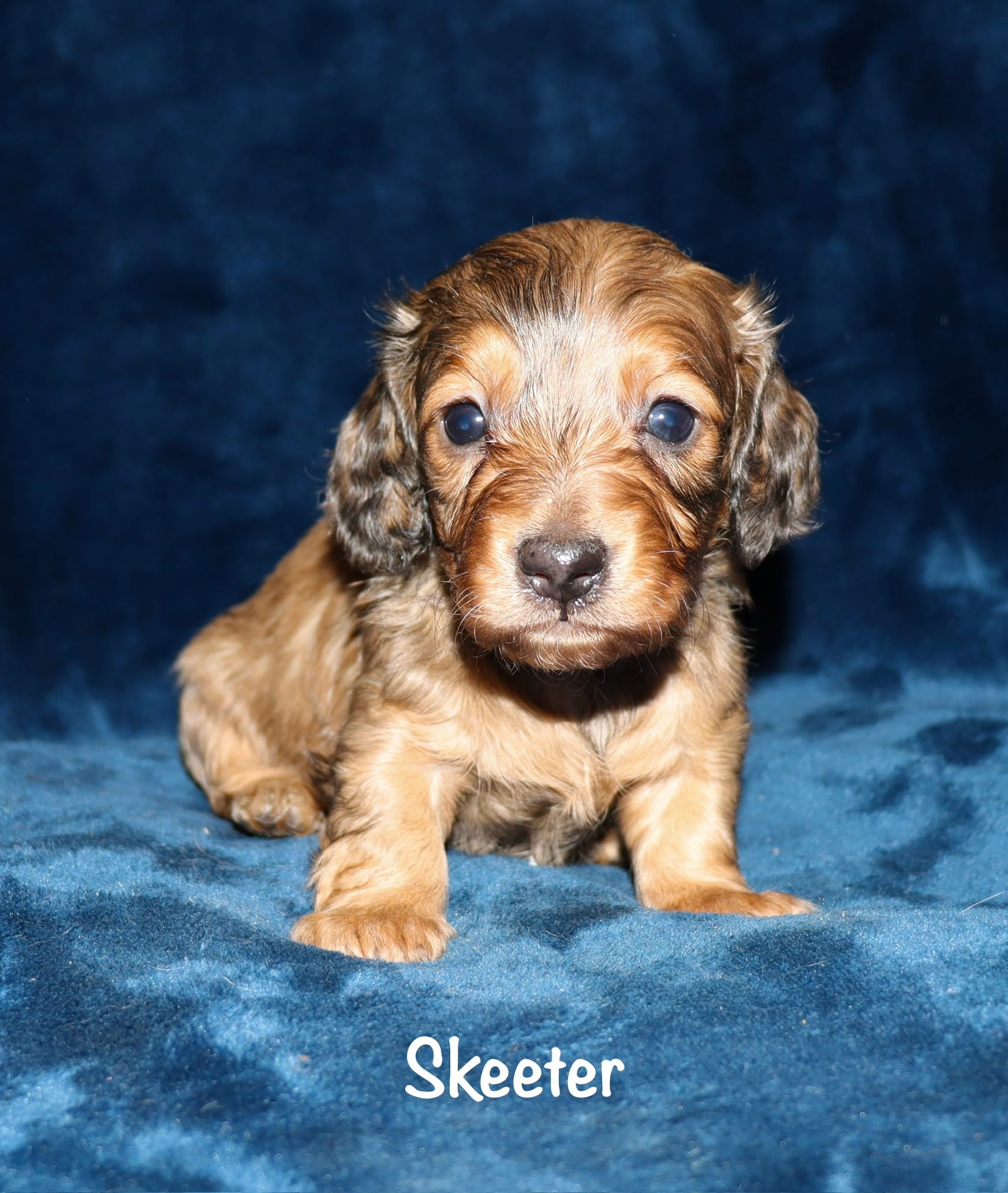 Skeeter (Long haired) – Miniature Dachshund puppy for sale in Lovely, KY